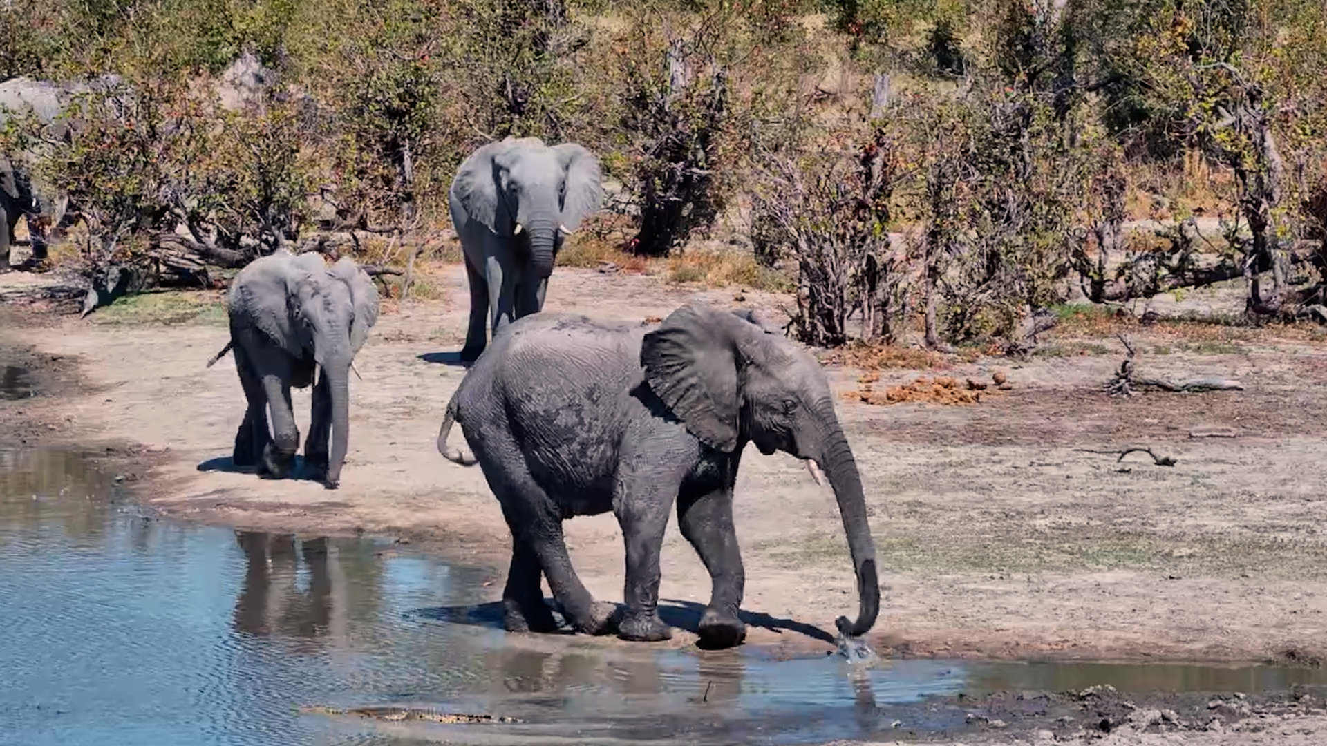 Twin Pan Belongs to the Elephants Today