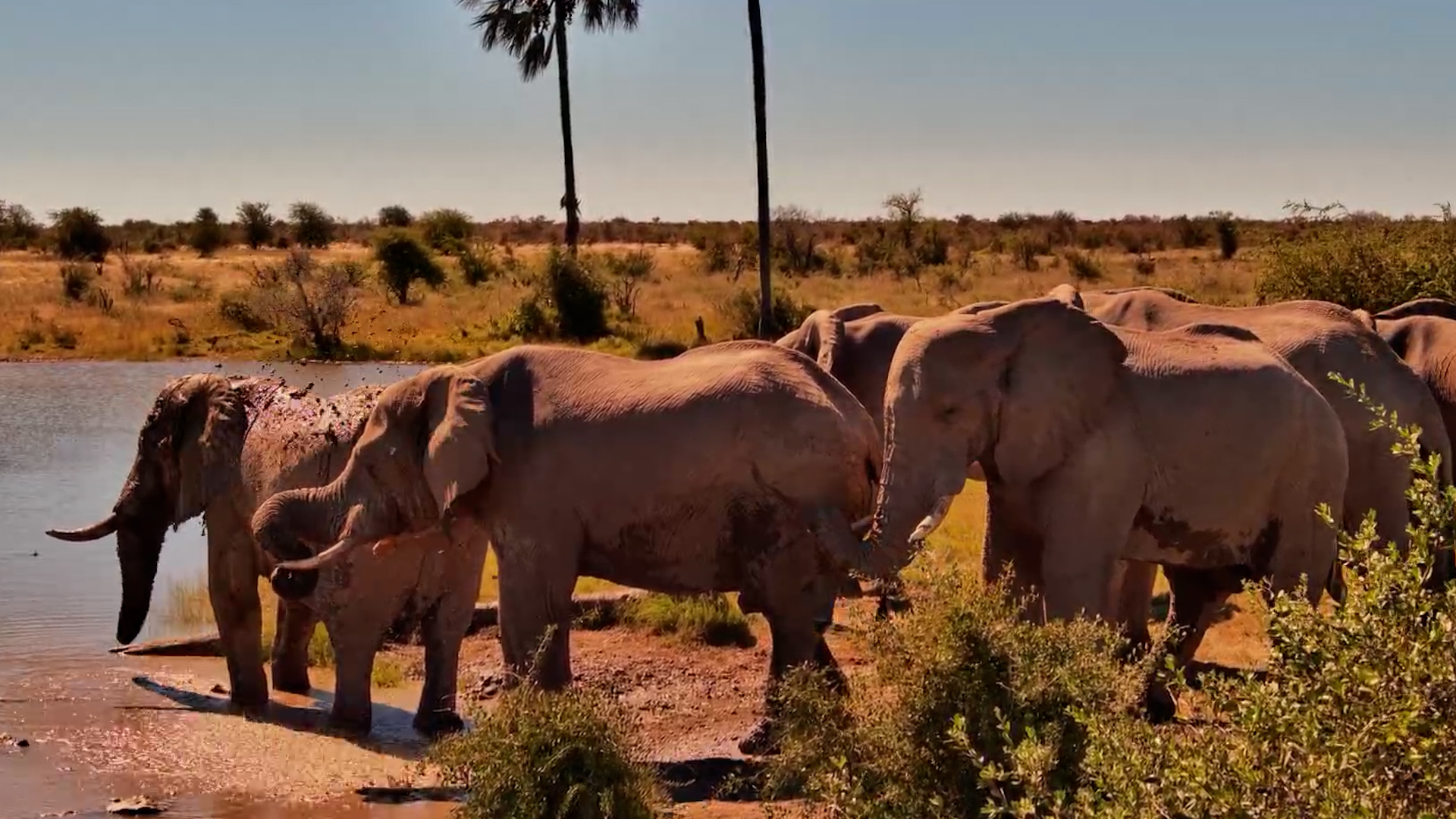 Elephants Relaxing Together