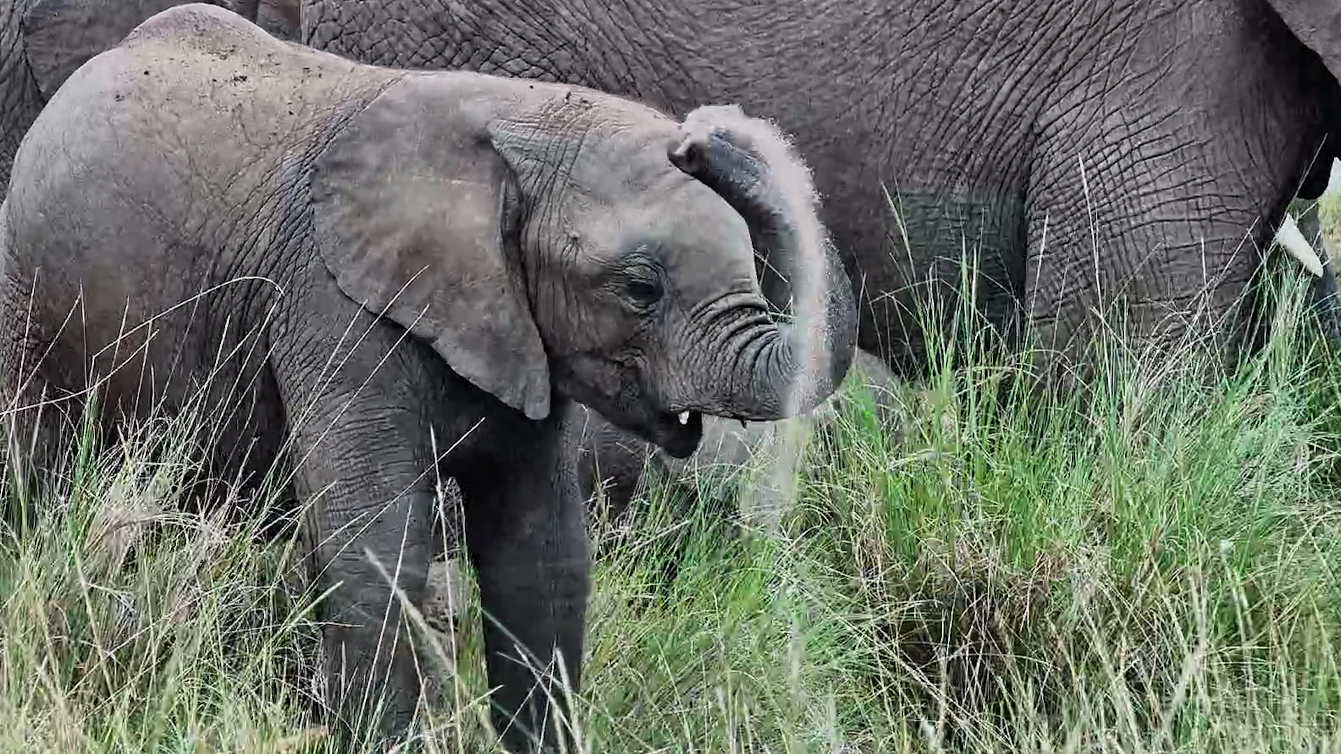 Elephants Taking Their Time at the Mara River