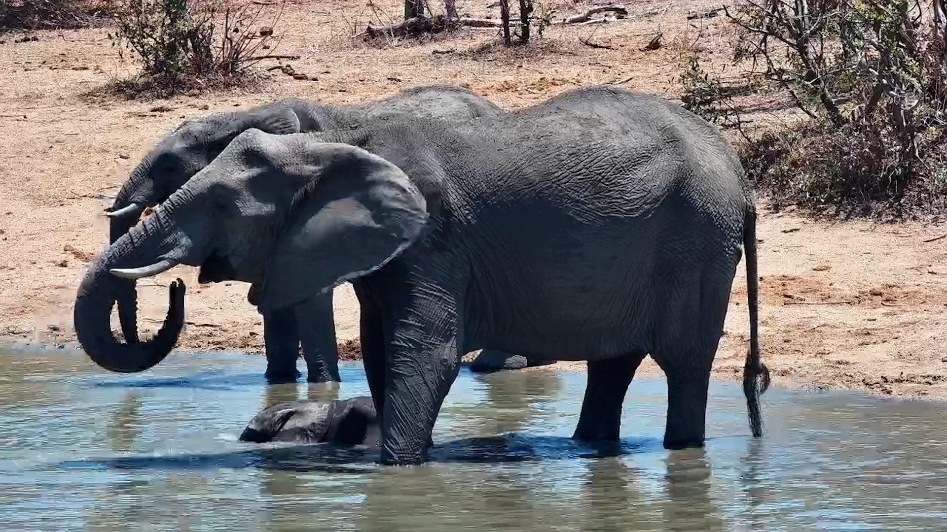 Elephants Beat the Heat at the Waterhole