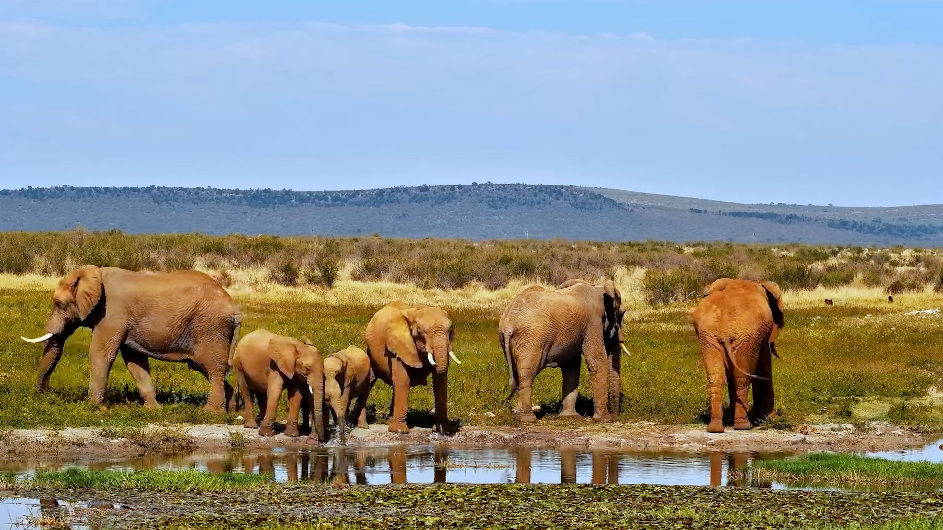 An Elephant Family Stops for a Drink at Tau