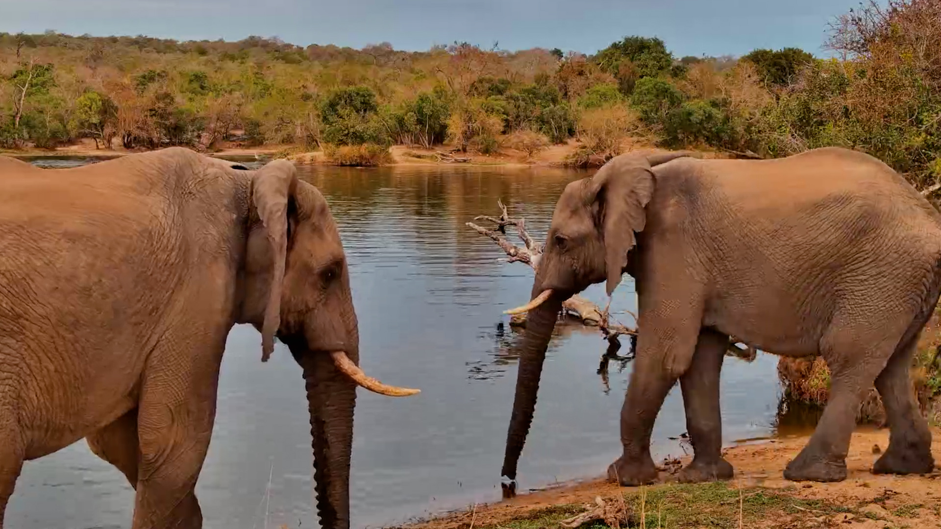 One Gentle Touch Between Giants