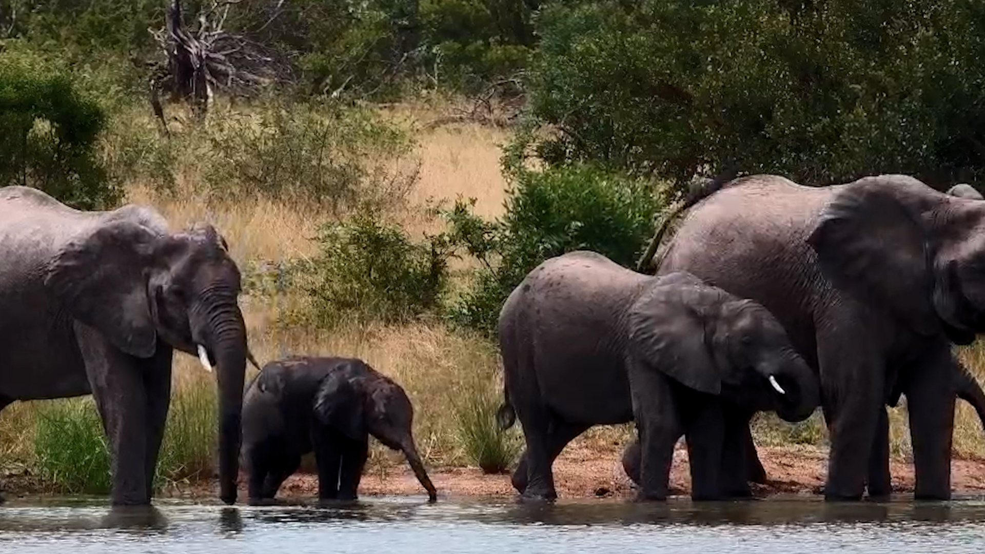 Gentle Giants Stop by the Waterhole