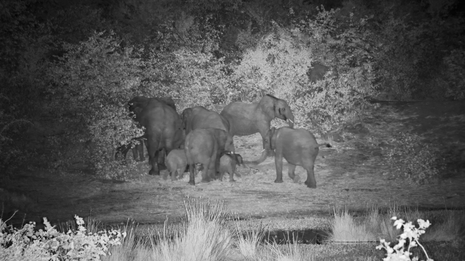 Vic Falls' Night Shift Has Arrived