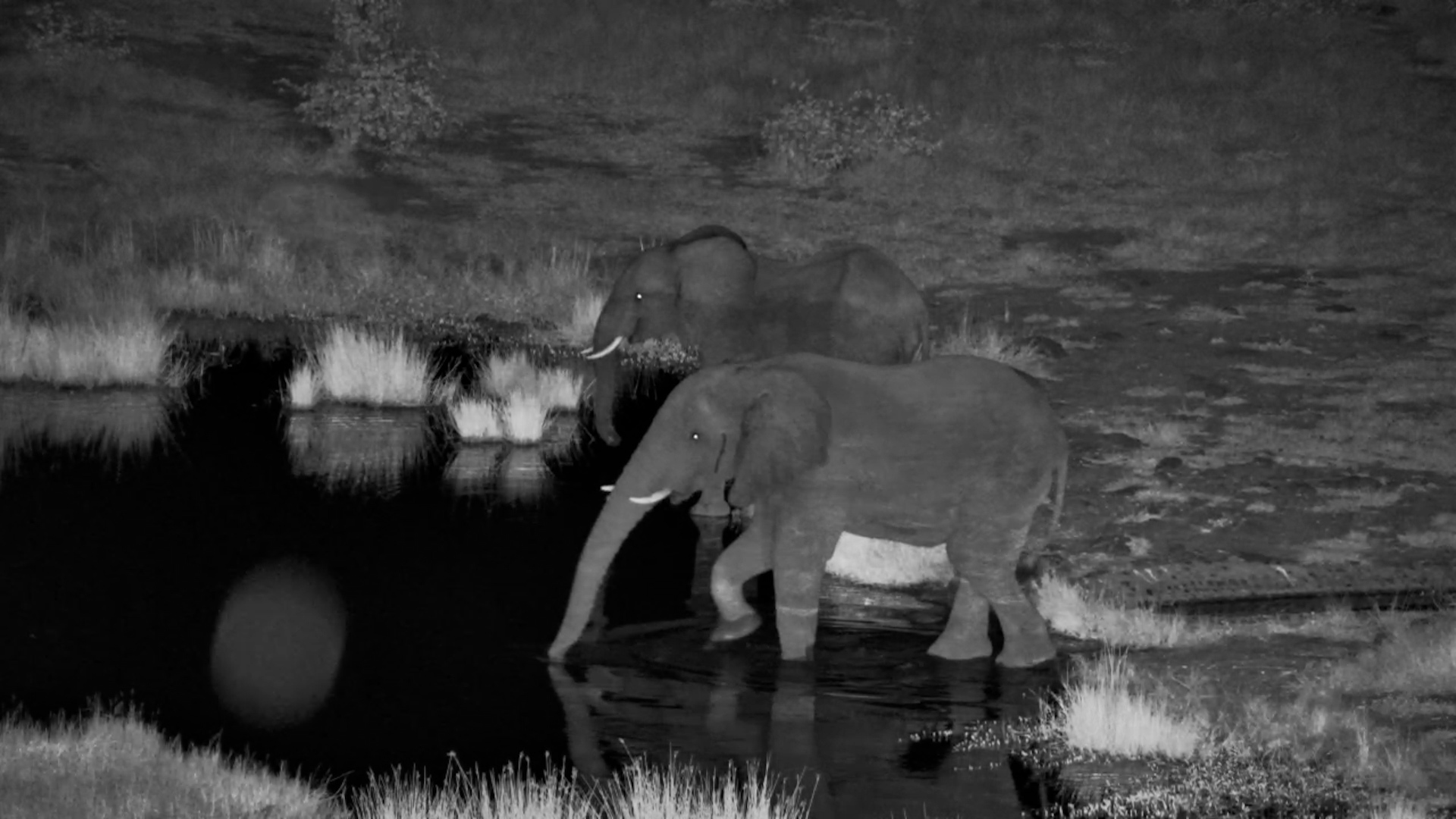Small Elephant Family Visits Waterhole