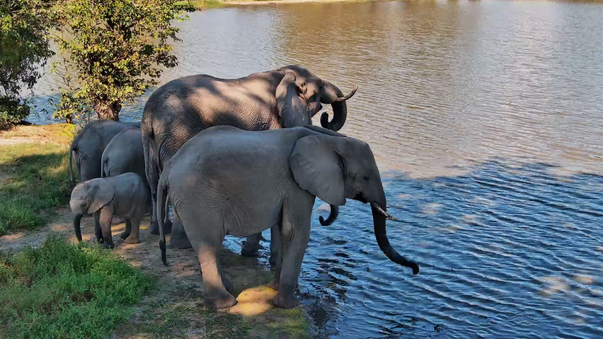 Baby Elephant Joins the Herd for a Drink