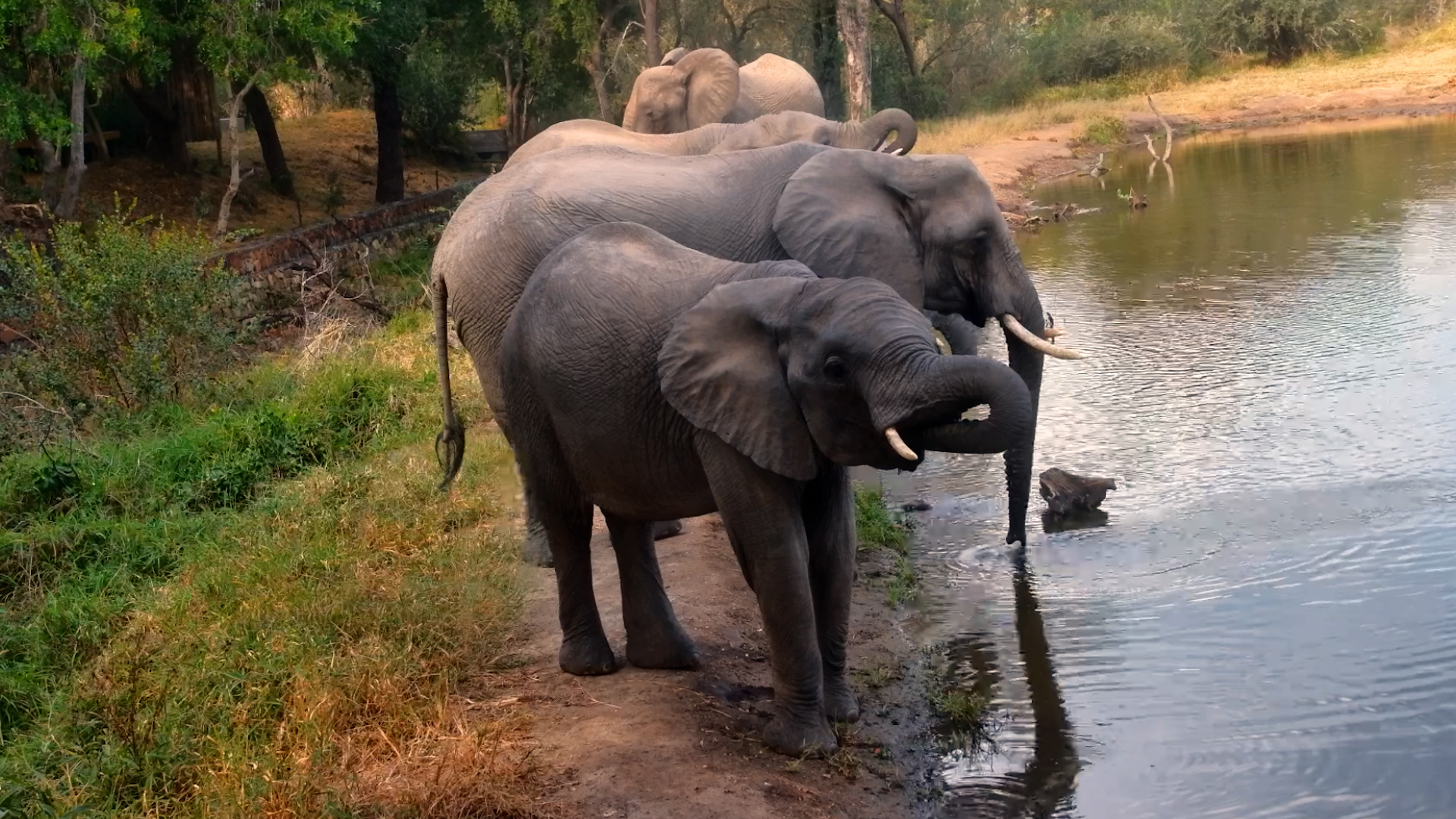 A Perfect Gathering of Elephants