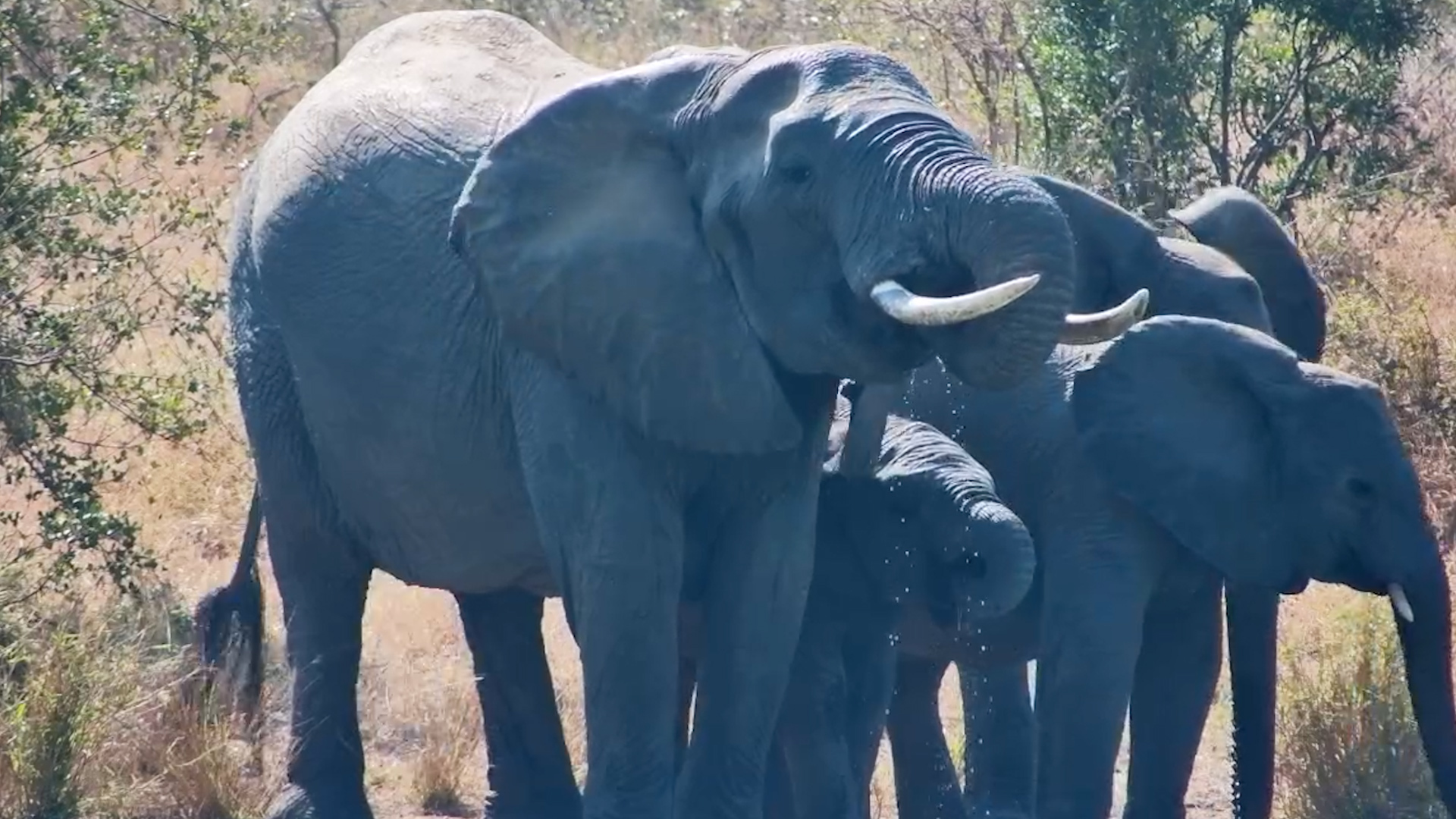 A Water Break for the Whole Herd