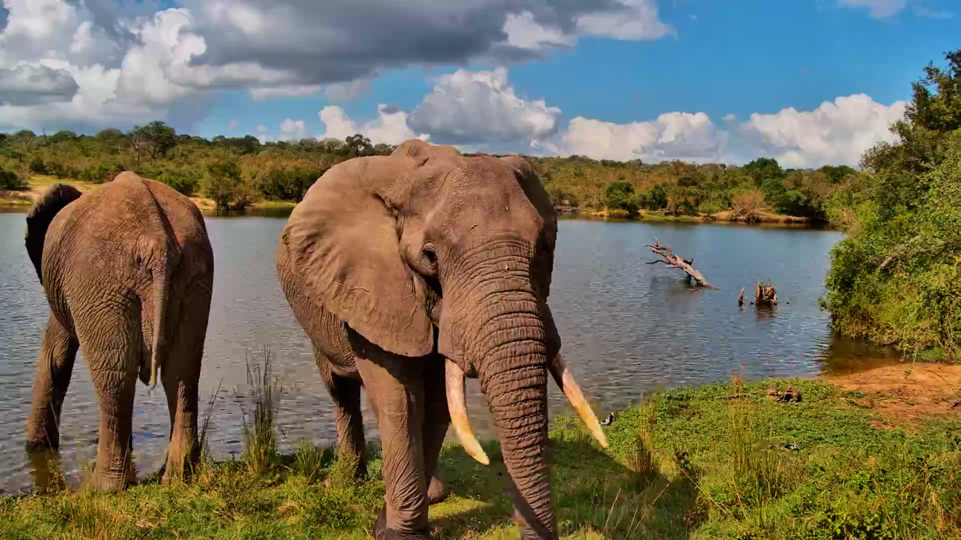 Elephant Rear View at the Waterhole