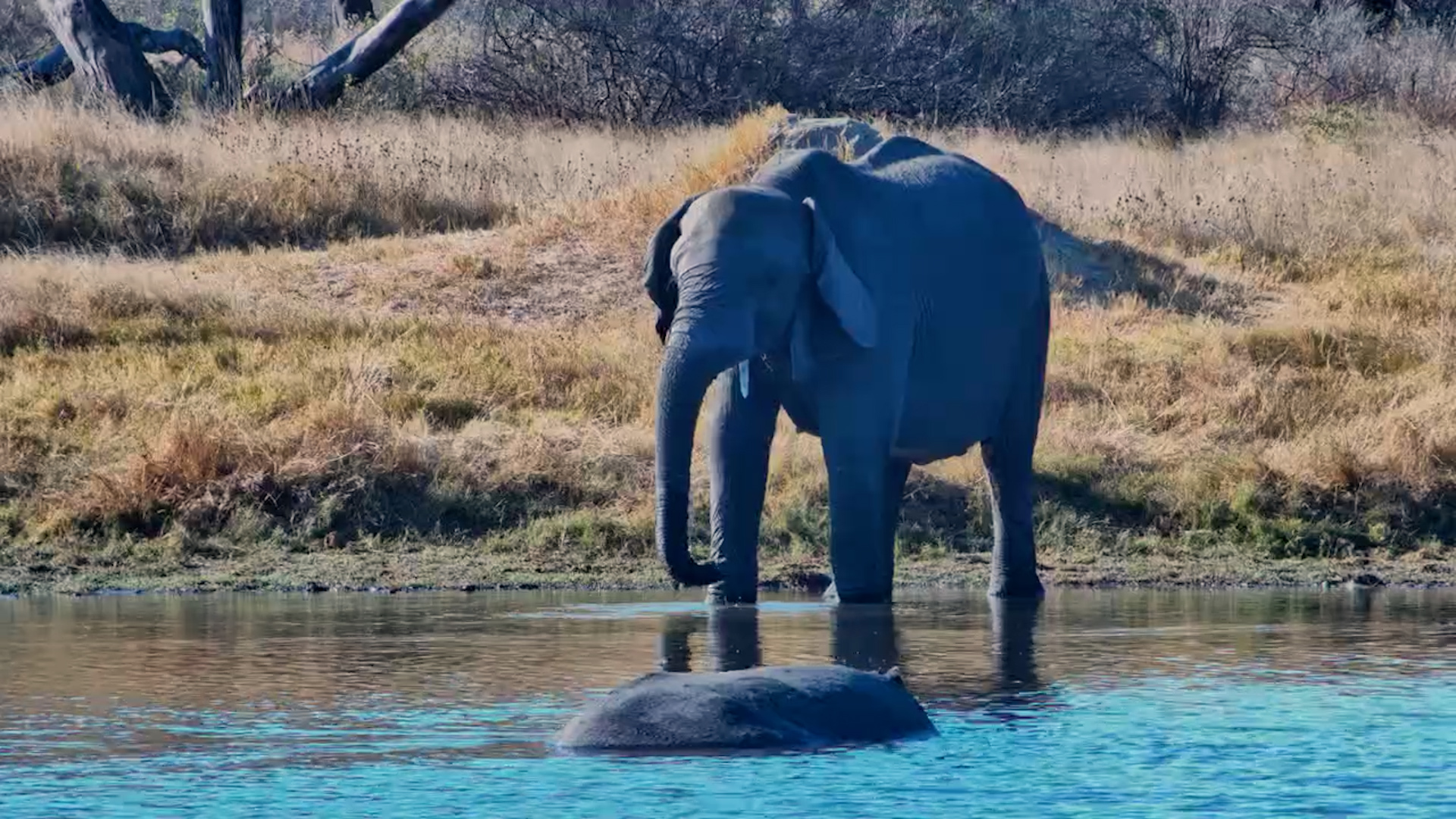 Everyone's Enjoying the Waterhole Their Own Way