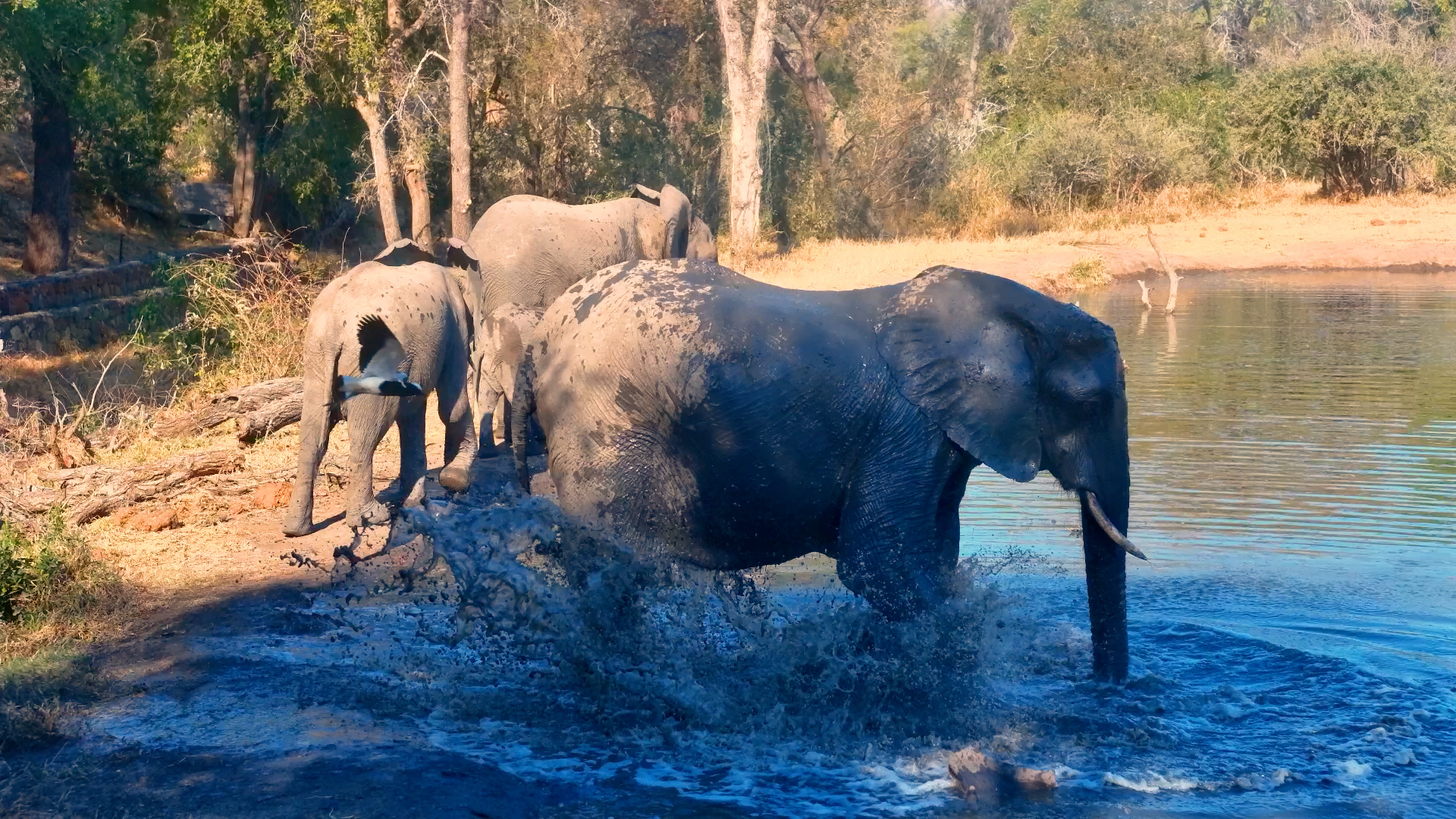 This Waterhole Has Everything an Elephant Needs!