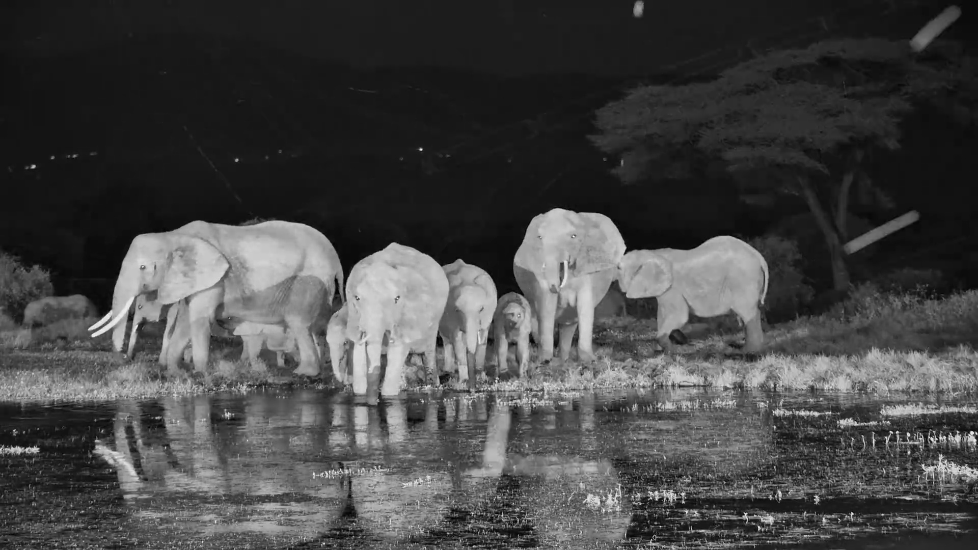 Something Spooked the Herd at the Waterhole