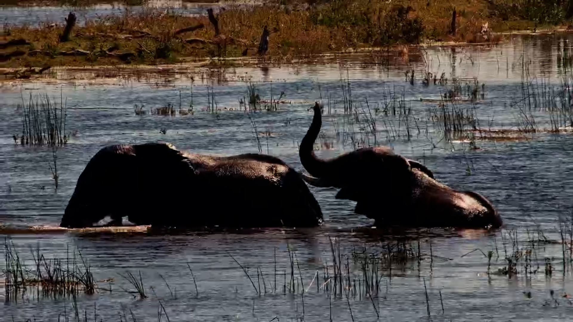 Elephants Turn River Into Swimming Pool