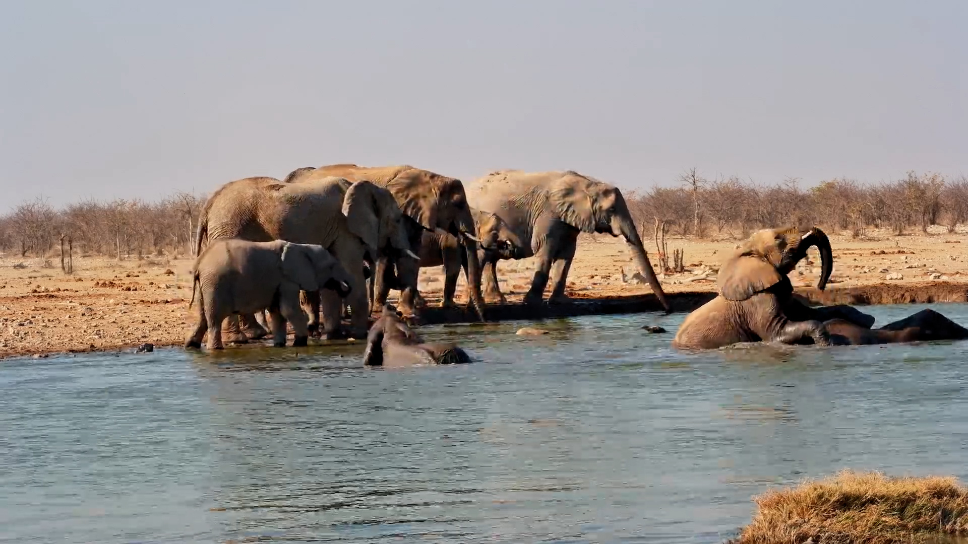 One Elephant Has Taken Relaxing VERY Seriously
