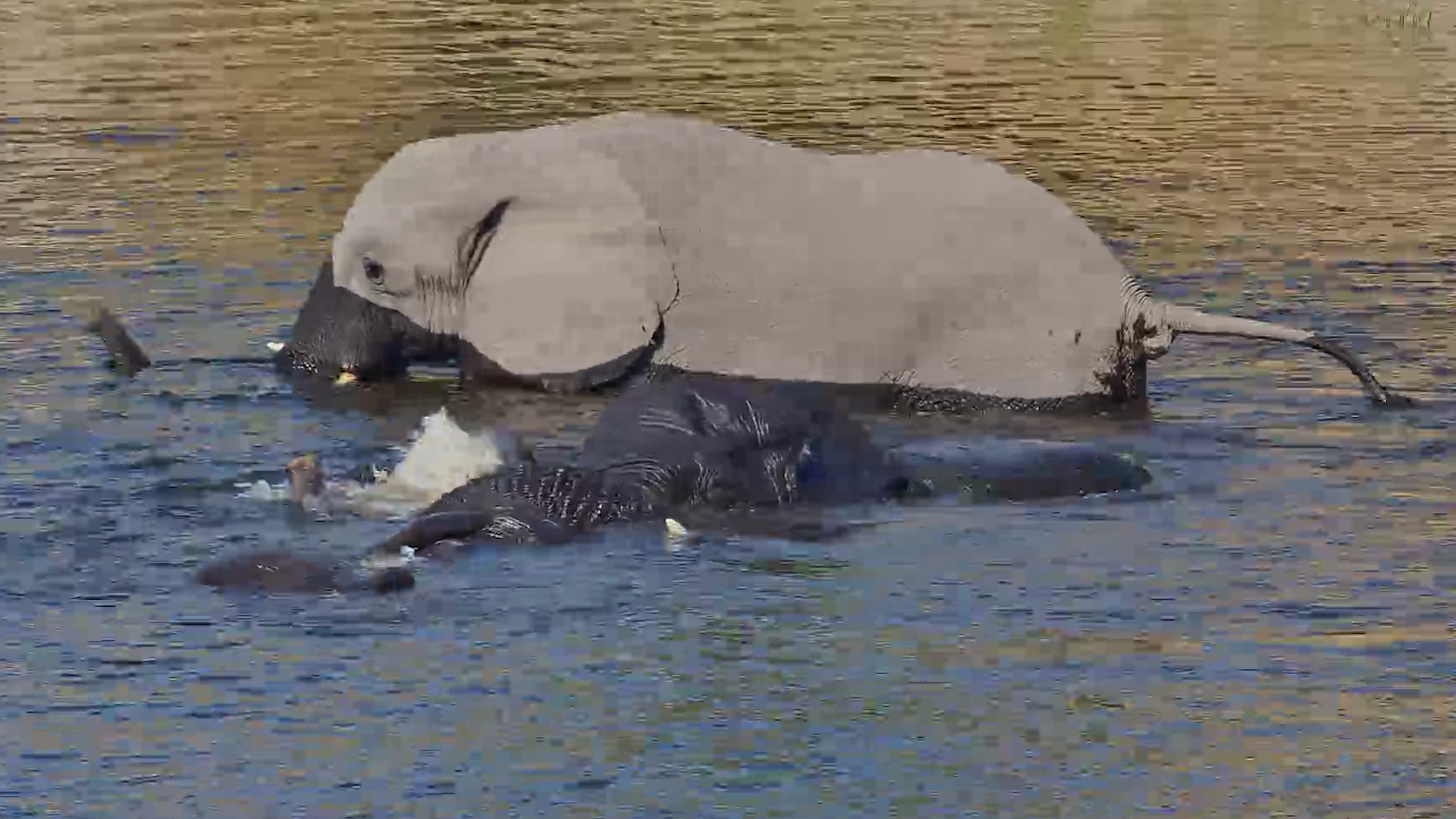 Elephants Turned the Waterhole Into a Swimming Pool