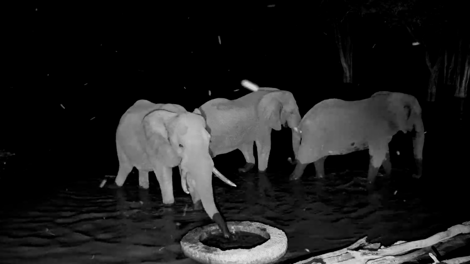 Elephant Bulls Gather for a Drink in the Darkness