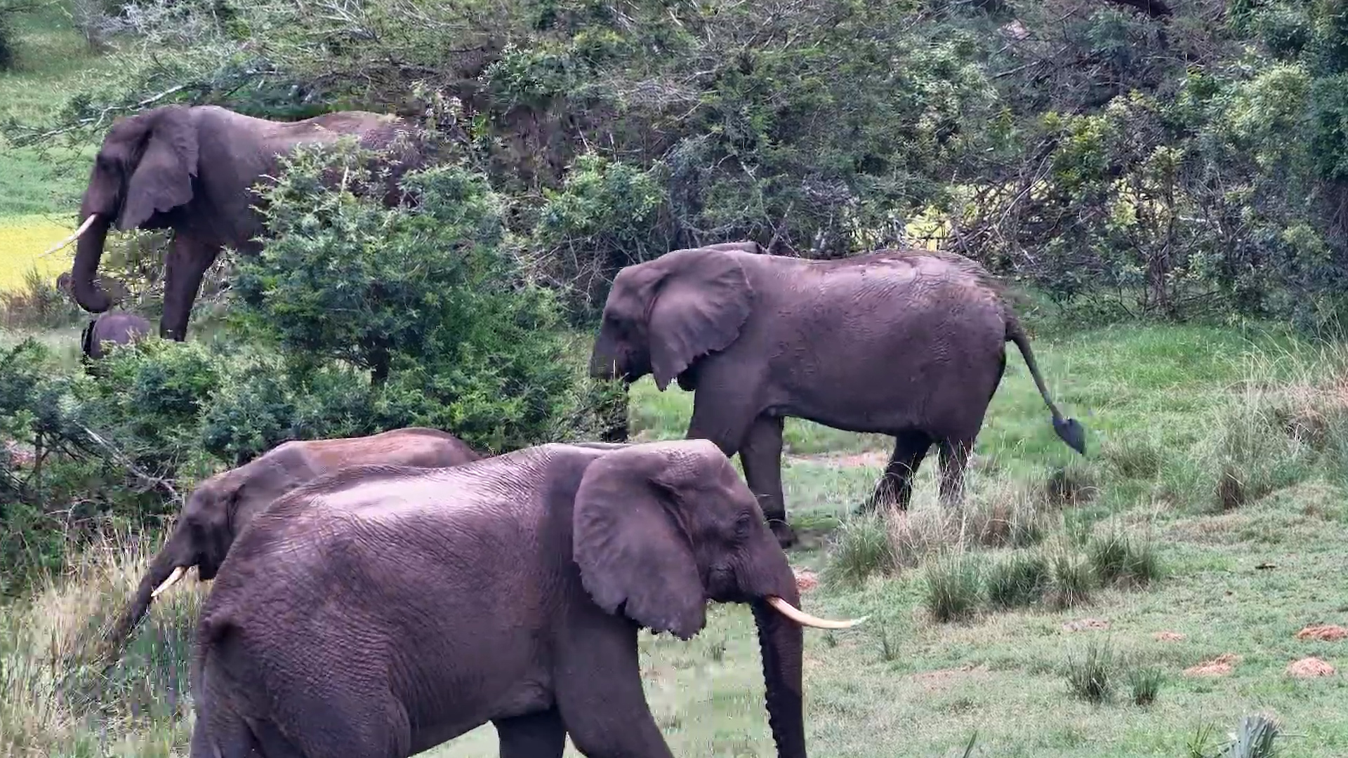Elephants Take Over the Waterhole