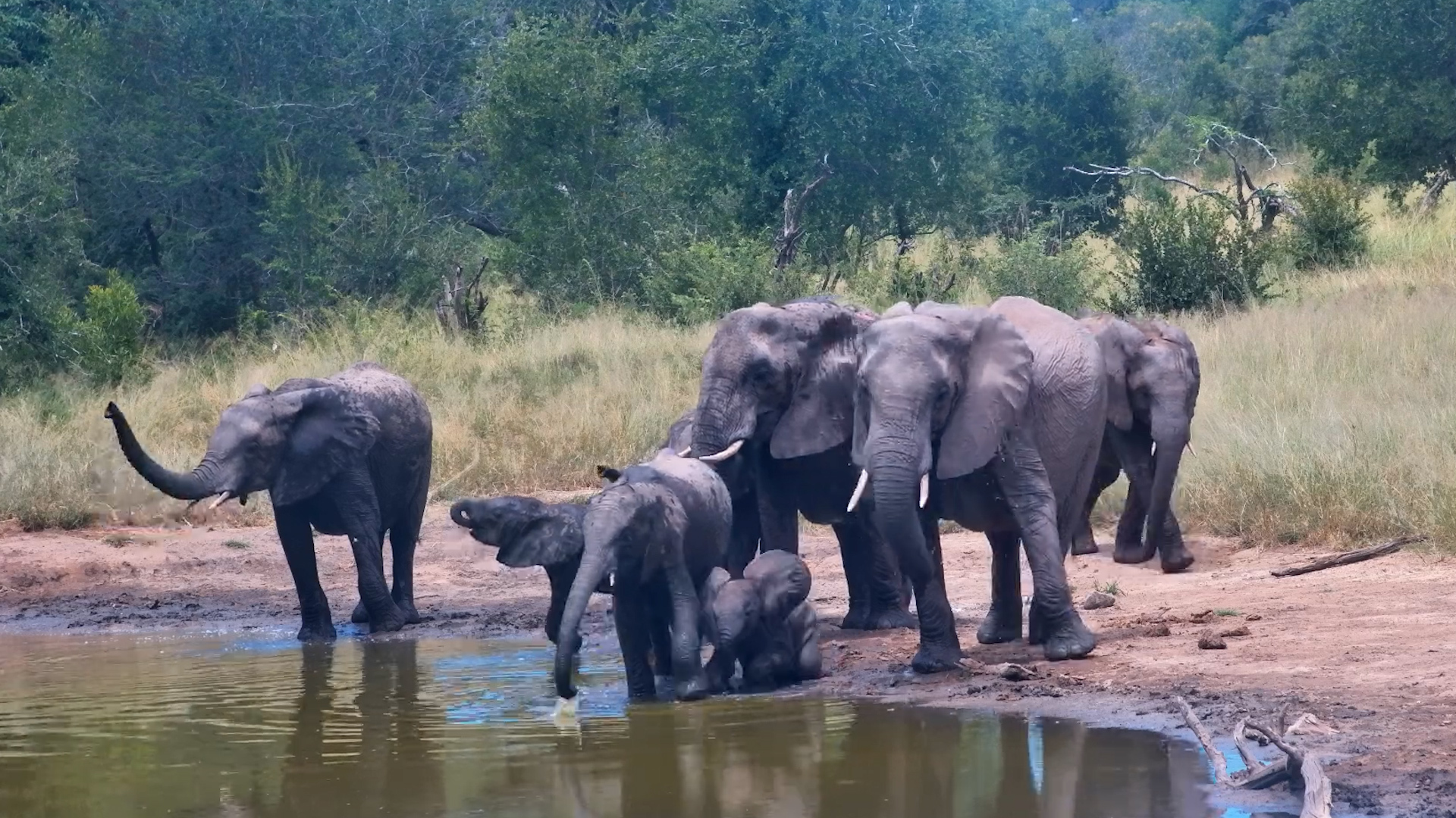 Elephant Family Takes Over Serondella Waterhole!