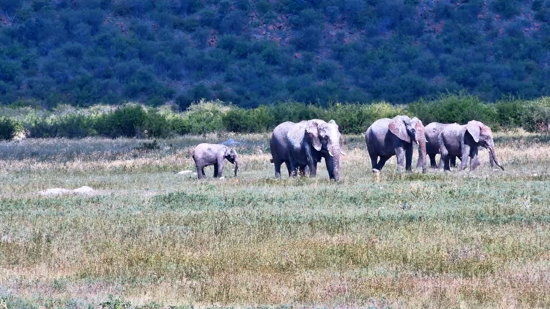 Elephants Spread Across the Tau Landscape
