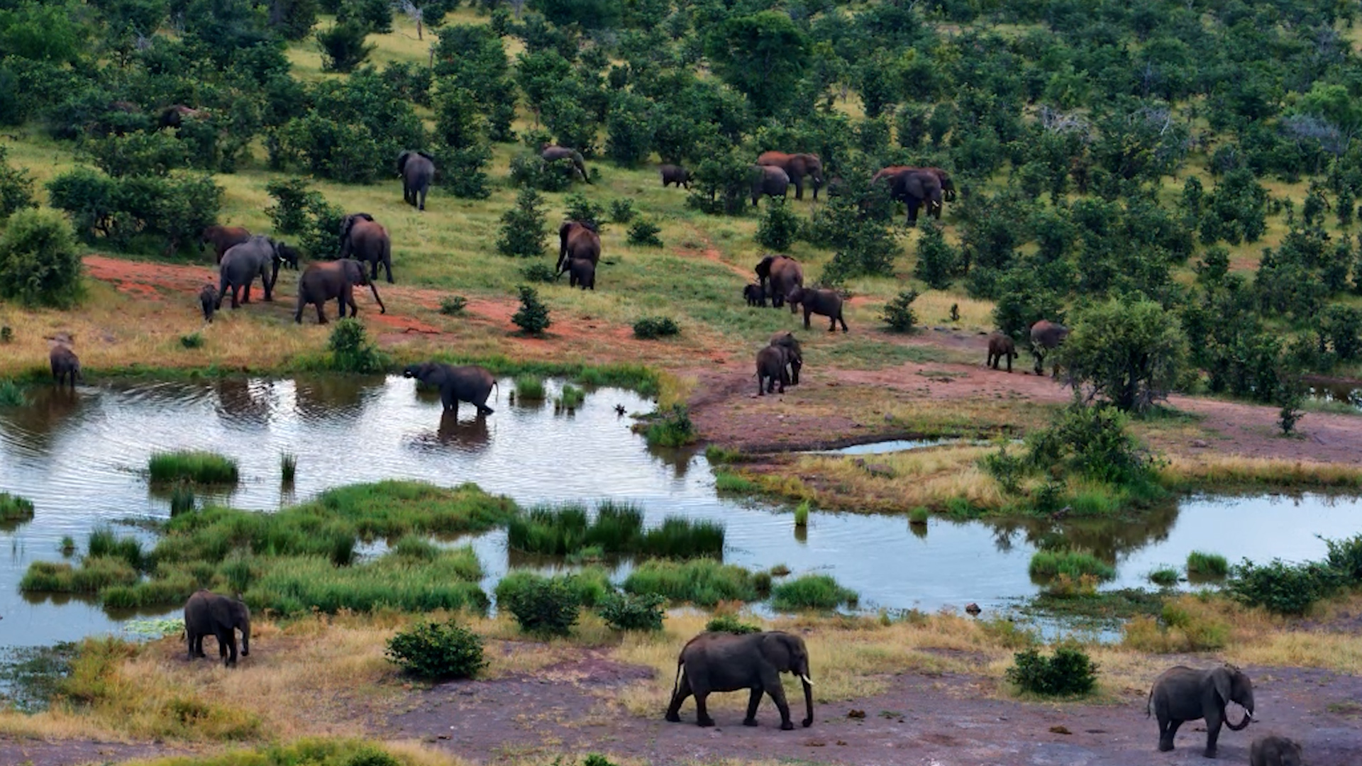 The Waterhole Belongs to the Herd Now