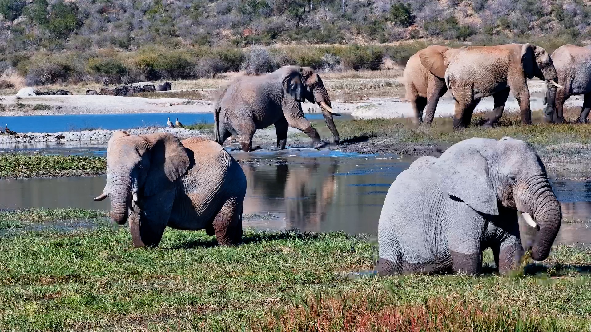 The Waterhole Was an All-You-Can-Eat Buffet