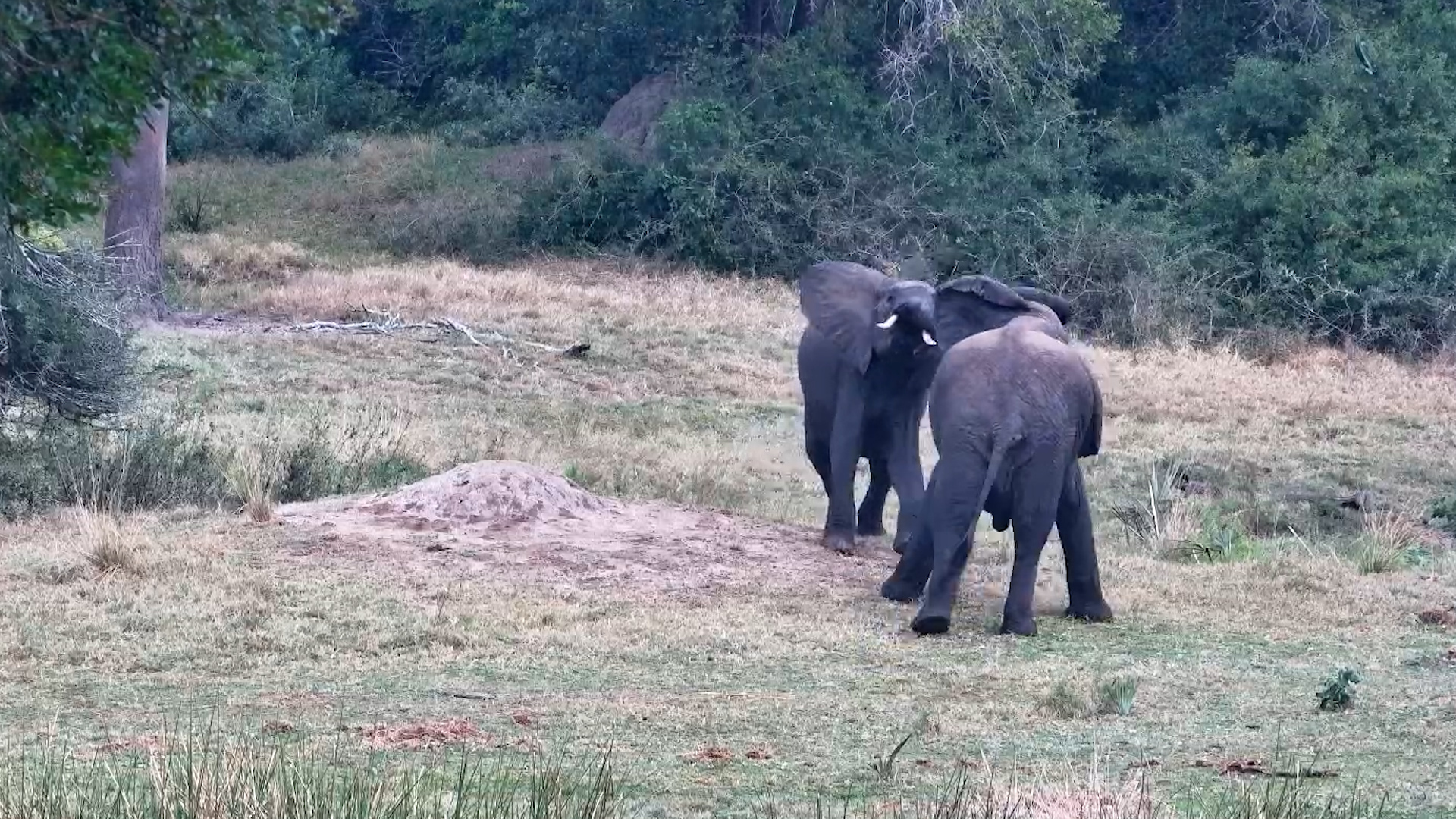These Elephants Were Full of Energy