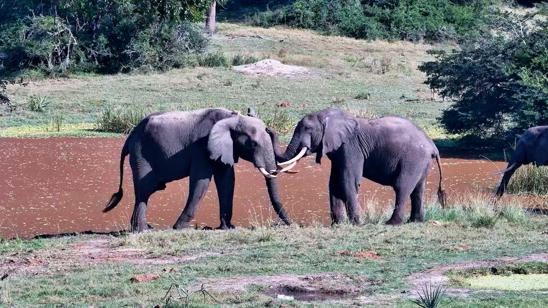 Playtime Broke Out at Tembe Waterhole