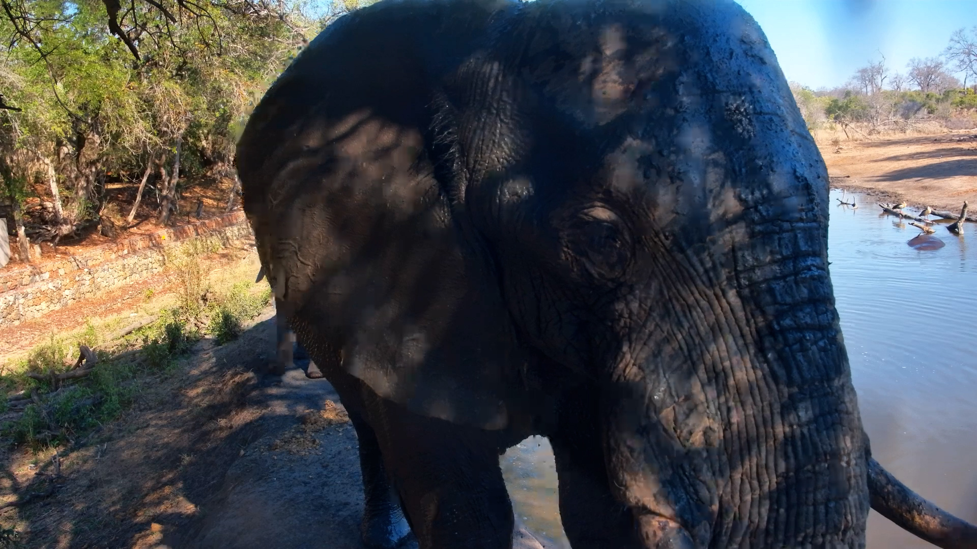 Elephants Give the Camera a Nudge