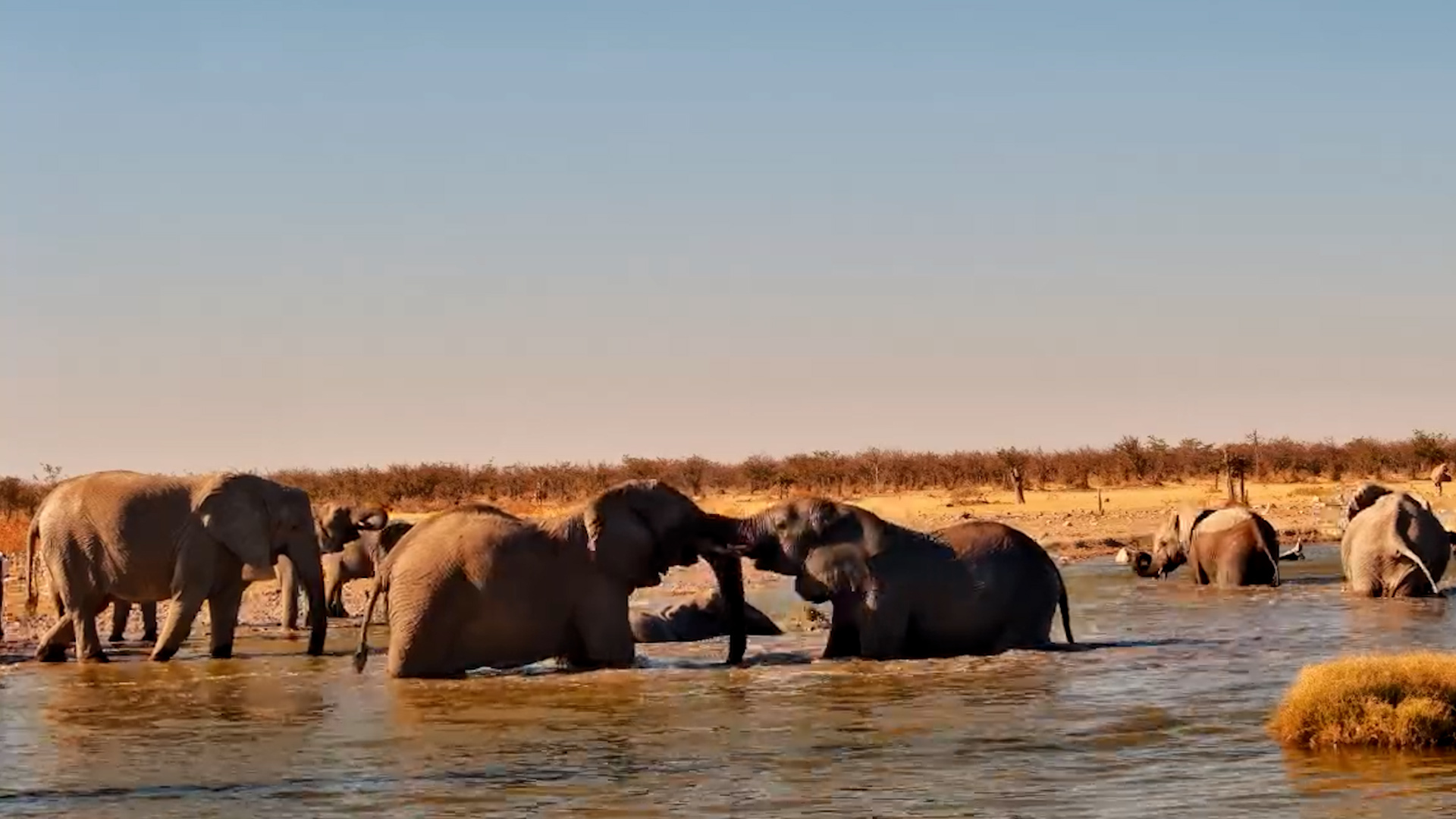 Elephants Turned Safarihoek Into a Swimming Pool