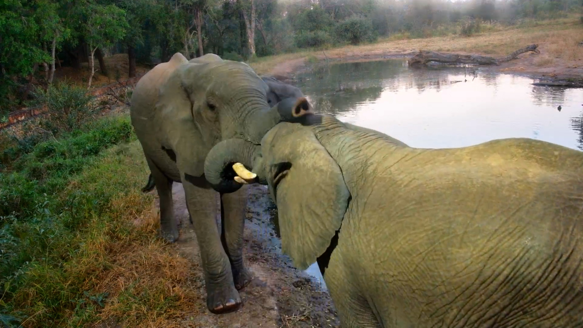 Front Row Seats to an Elephant Tussle