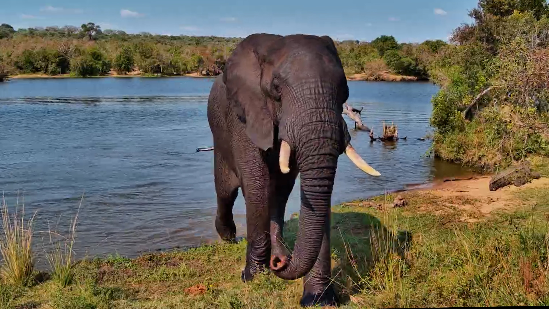 Splashing, Swimming, and Pure Elephant Joy