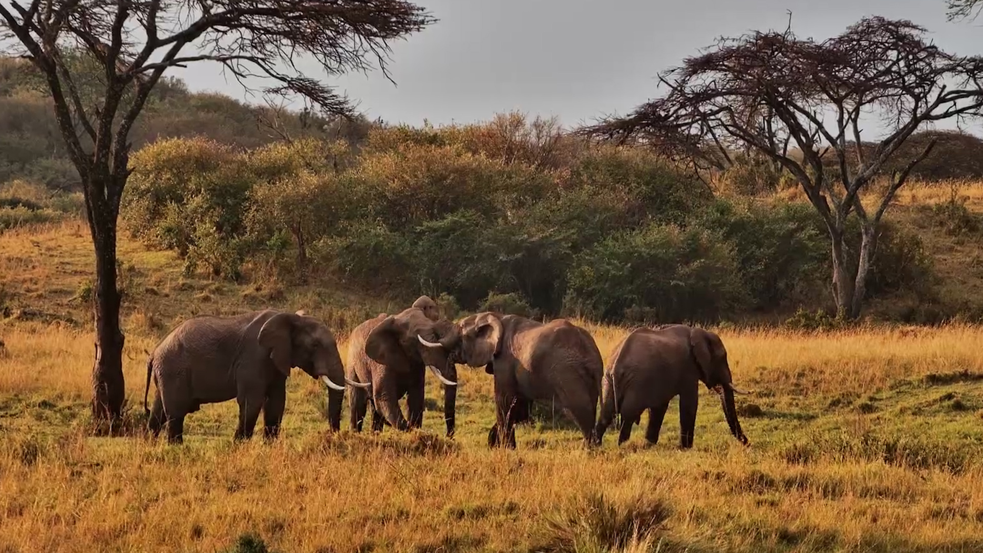 Life Among the Elephants at Mahali Mzuri