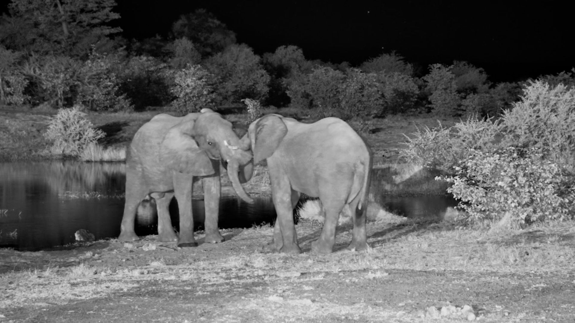 Elephants Spar in Darkness