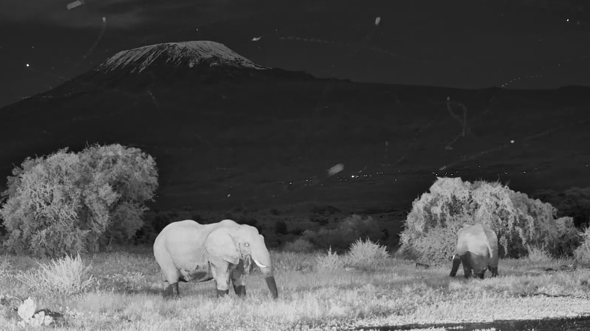 Elephants Grazing in Total Darkness