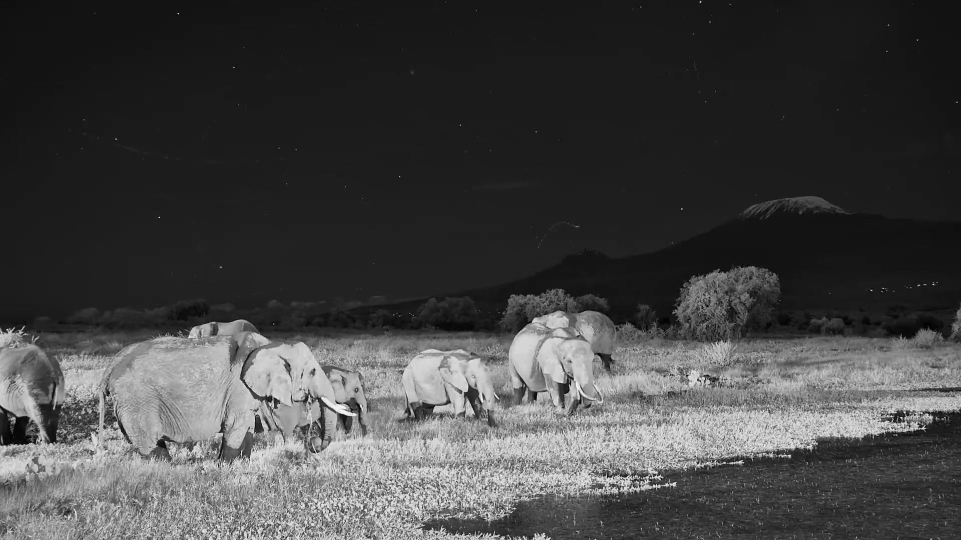 Elephants Take Over Tortilis Waterhole