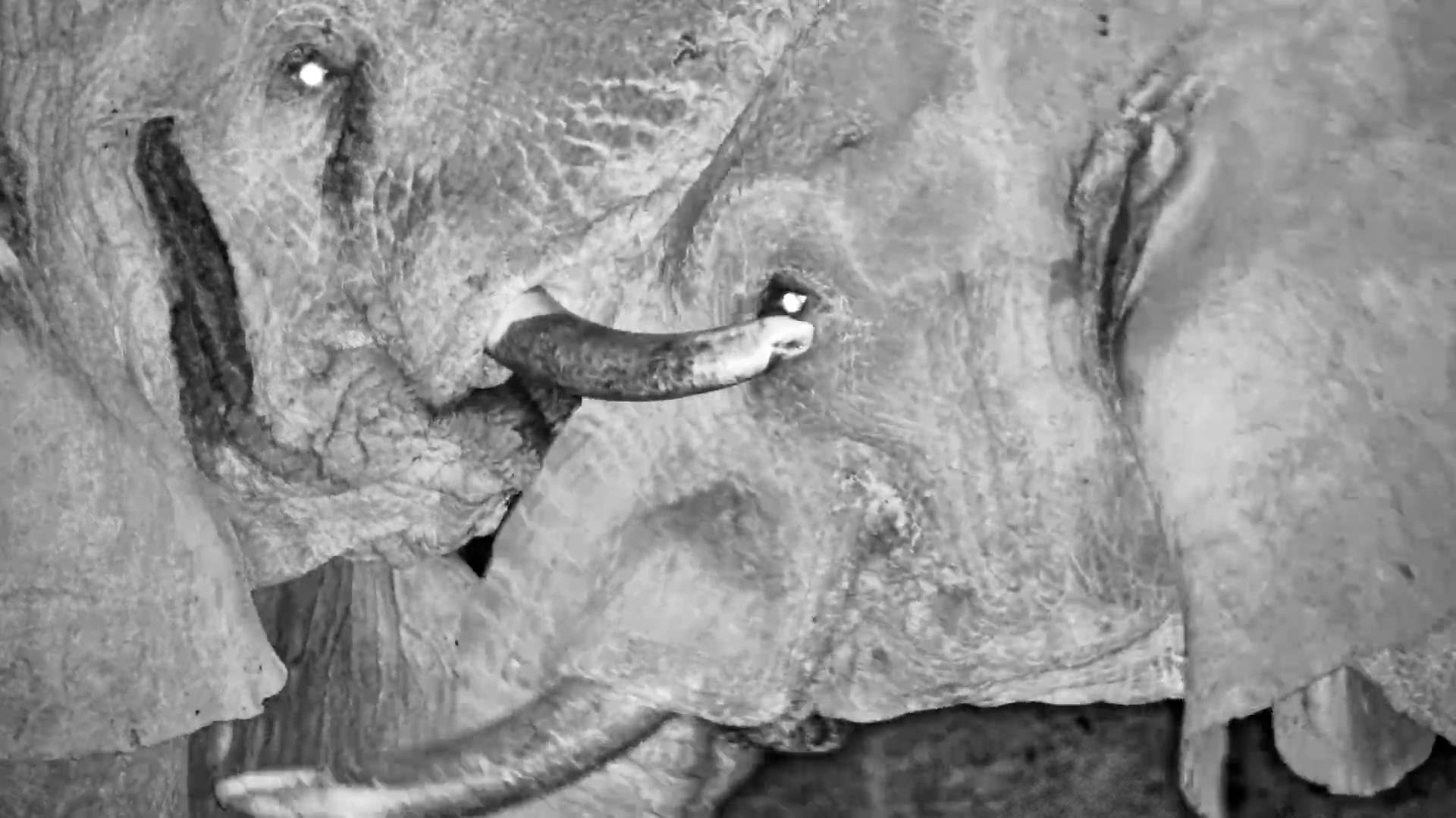 When Elephants Forget Personal Space…