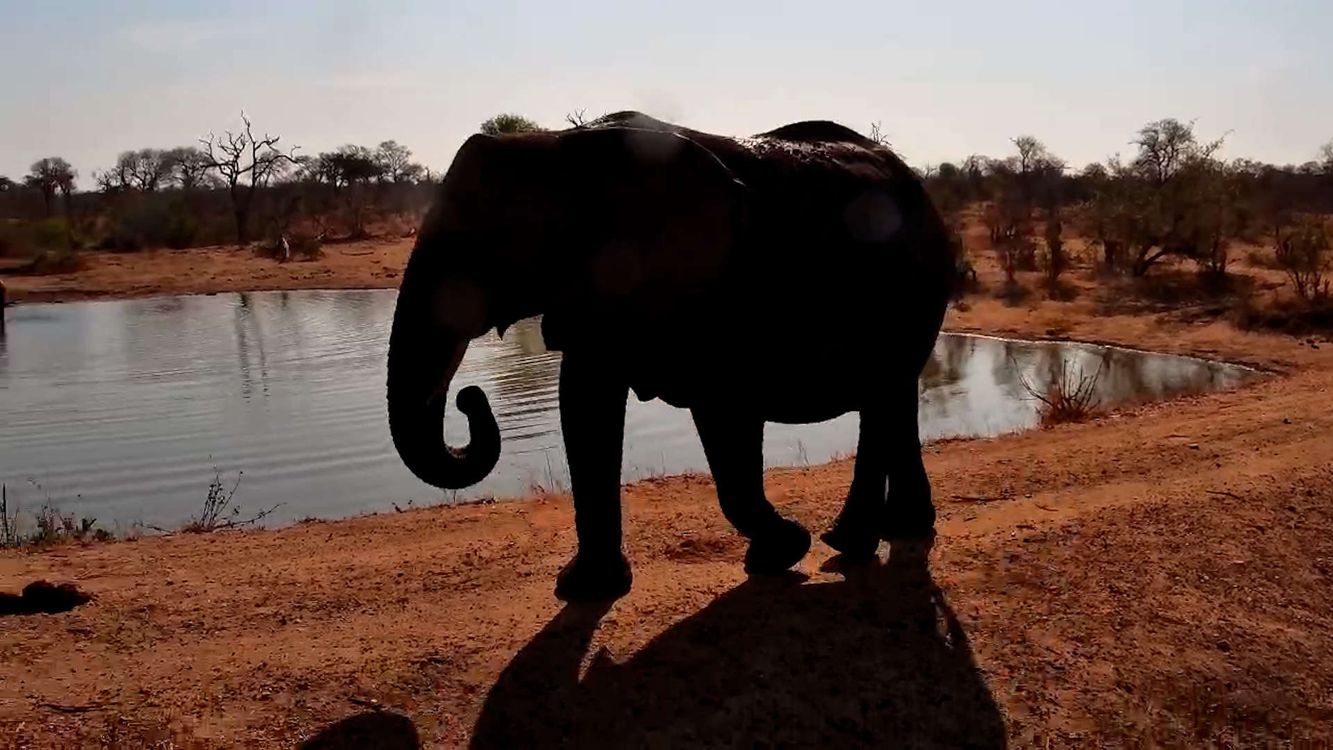 Elephants Feed and Splash at the Waterhole
