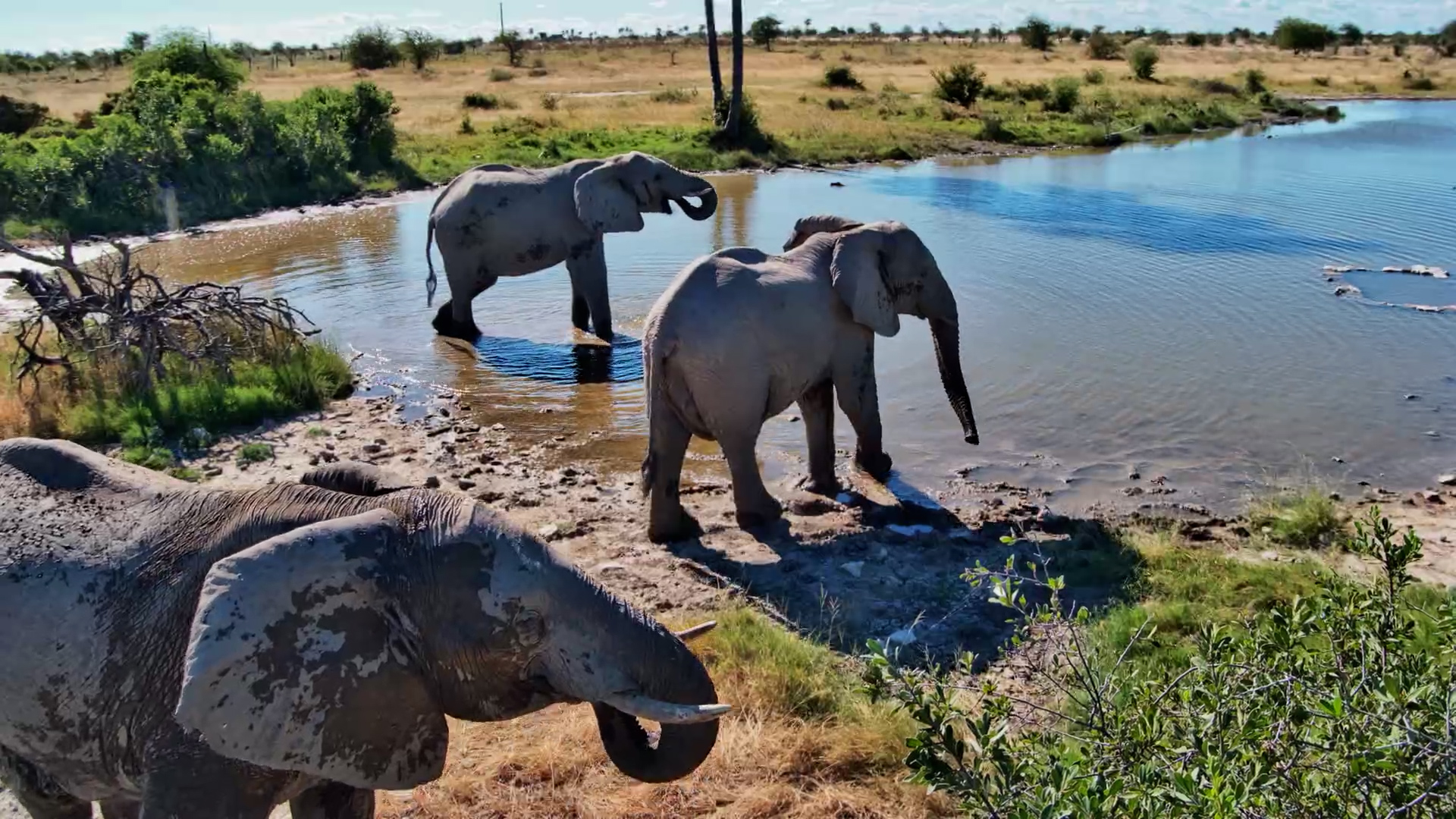 Elephants at the Bushmen Well