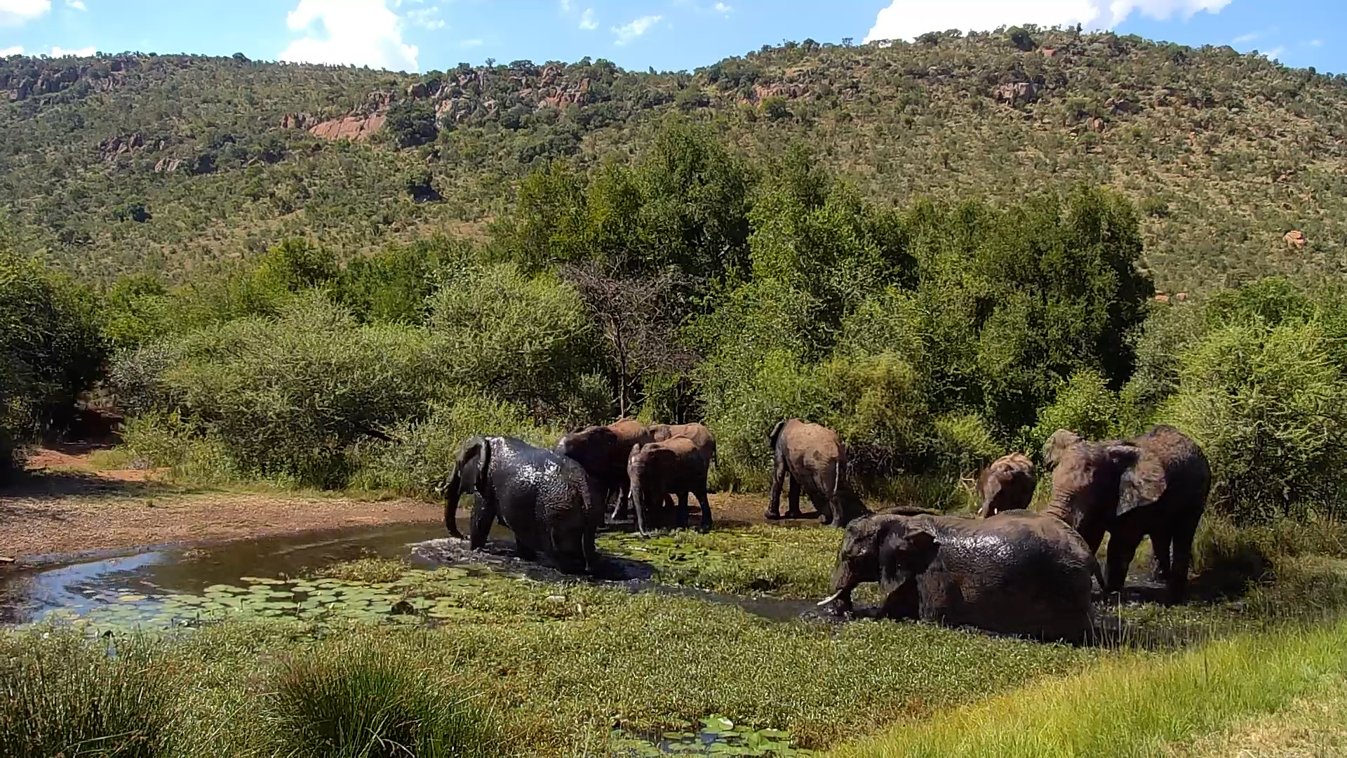Elephant Splash Zone Activated