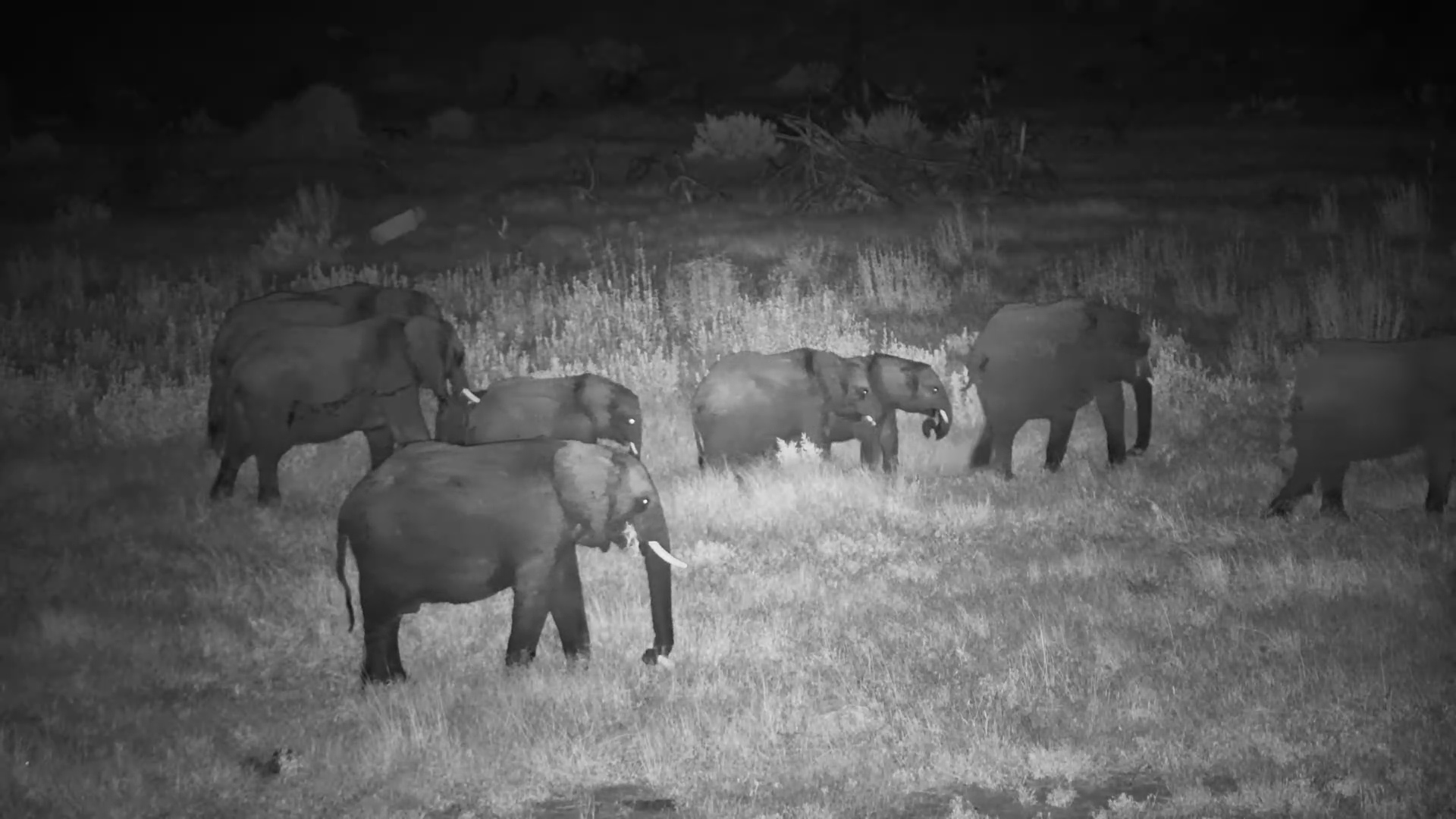 Elephants Navigate the Darkness at Moela