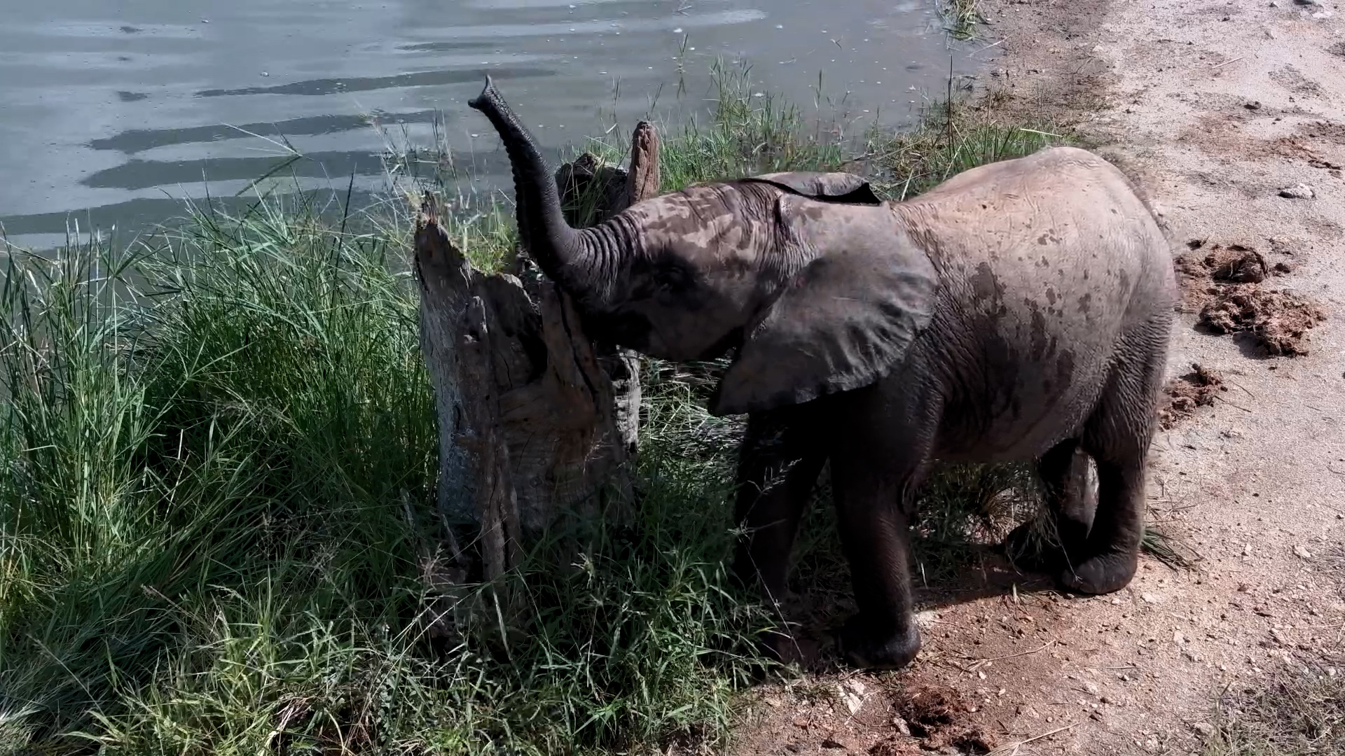 Trunk Adventures at Rosie's Pan