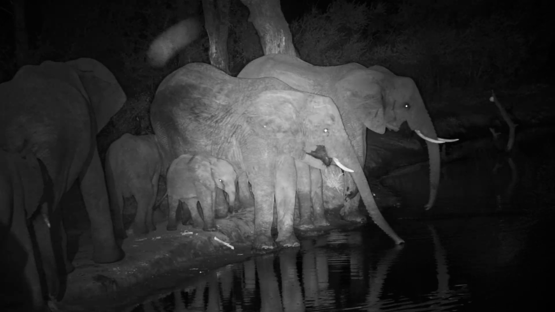 Elephant Herd Brings Their Baby for a Midnight Drink