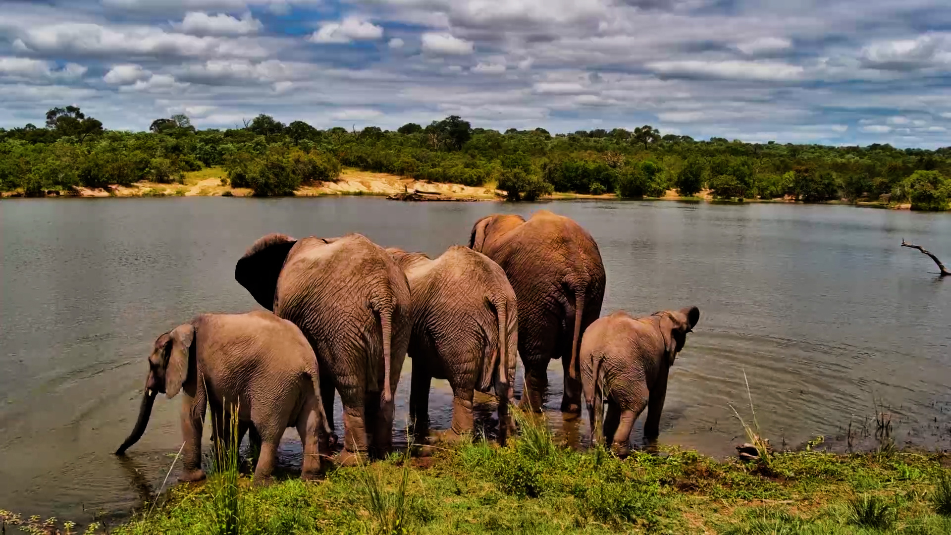 Baby Elephant Joins the Herd at Ulusaba