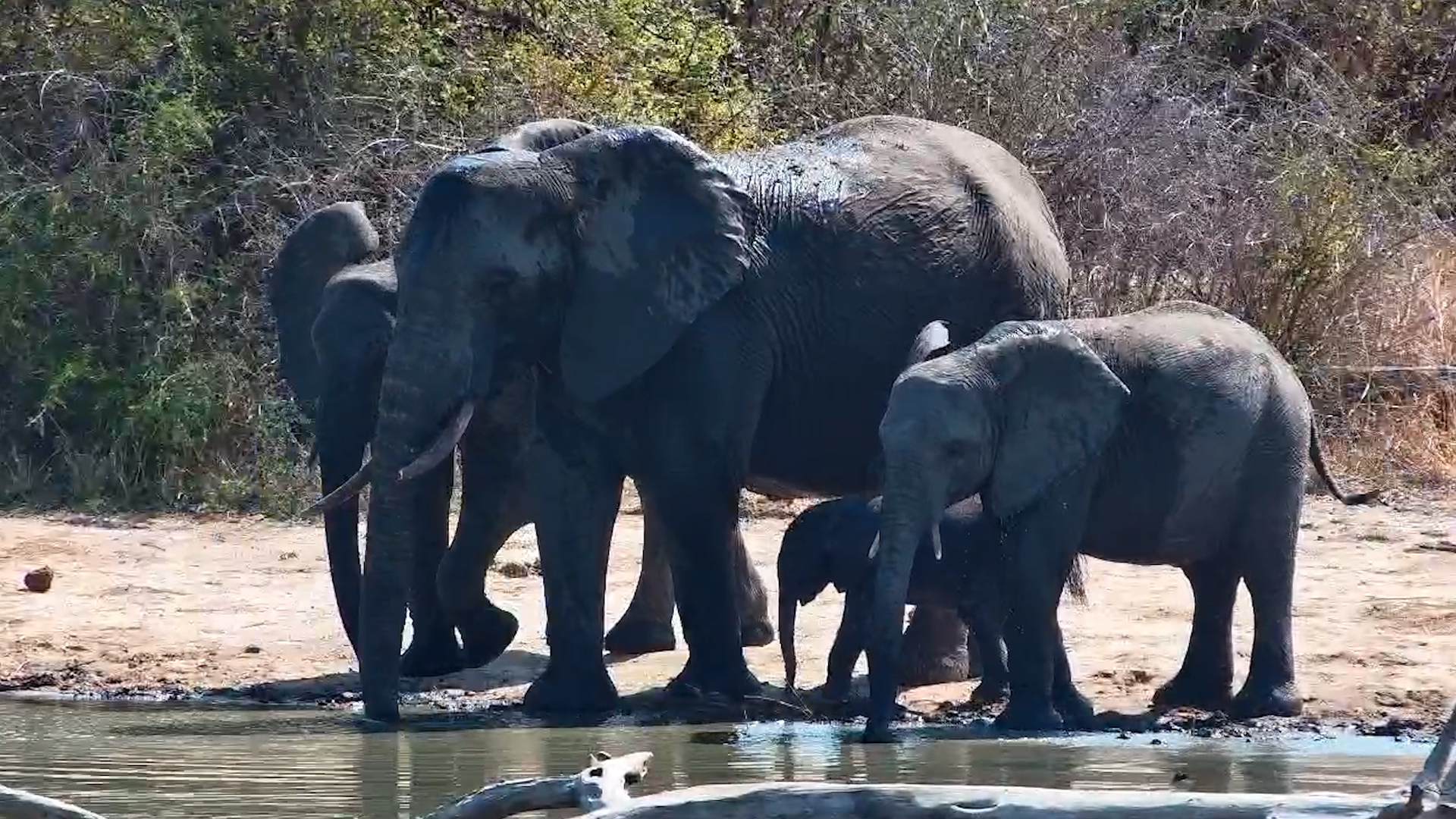 Elephant Herd with the Cutest Tiny Calf