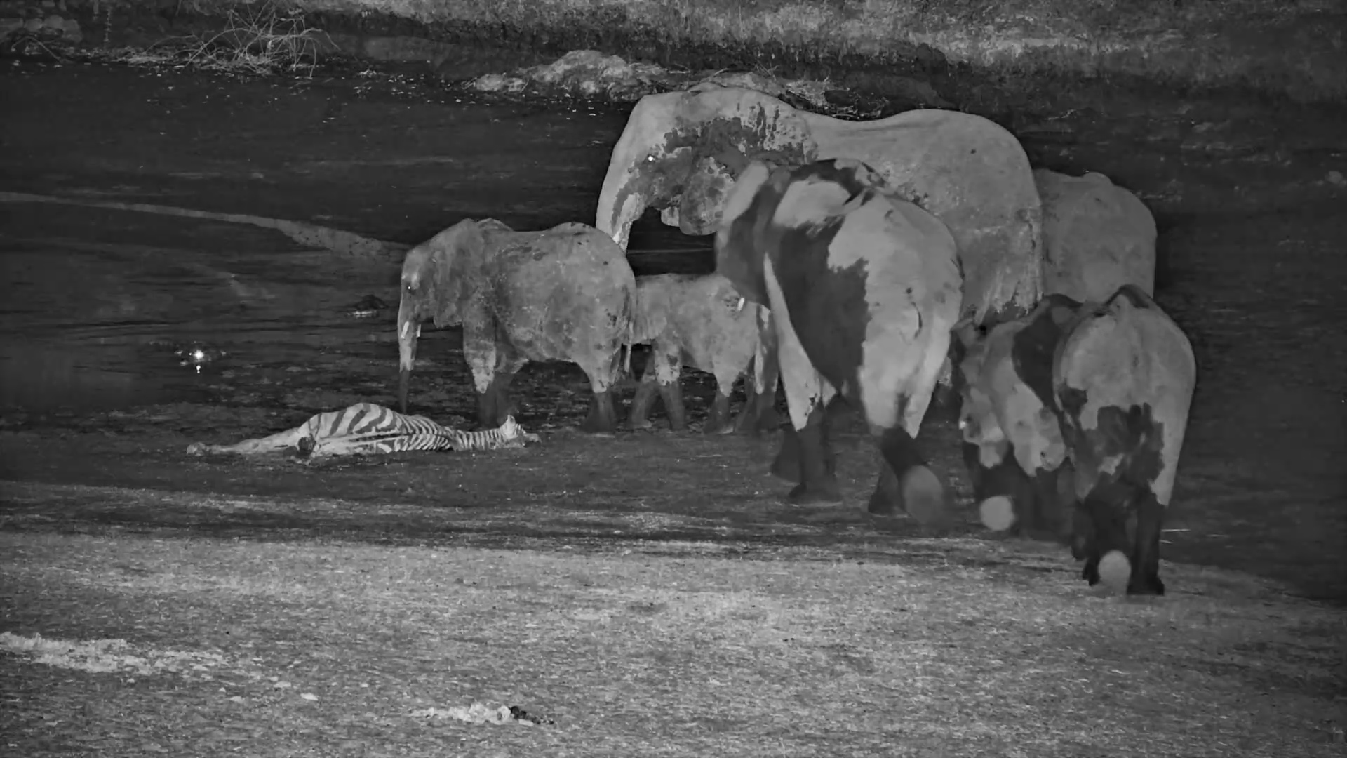 Elephant Herd Walks Past Dead Zebra