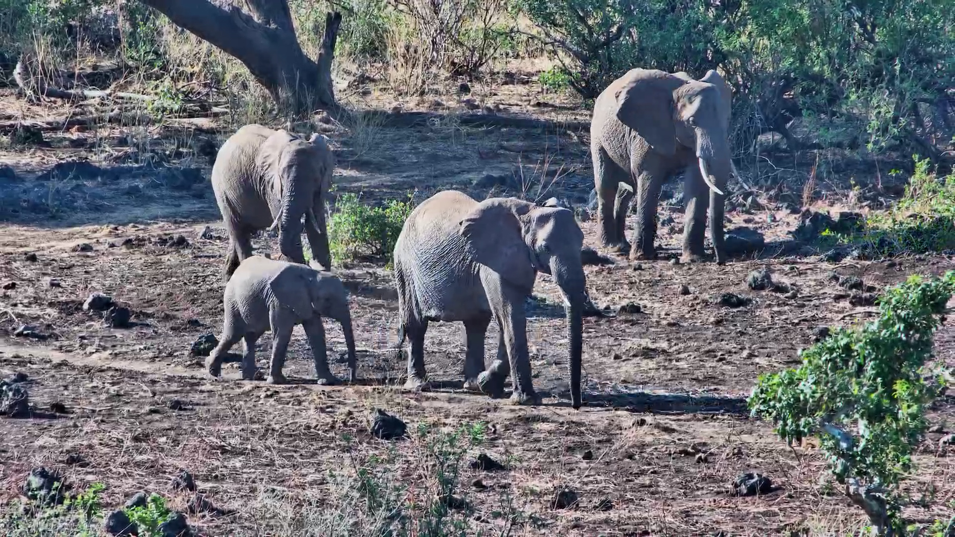 Majestic Elephants Traverse Finch Hattons
