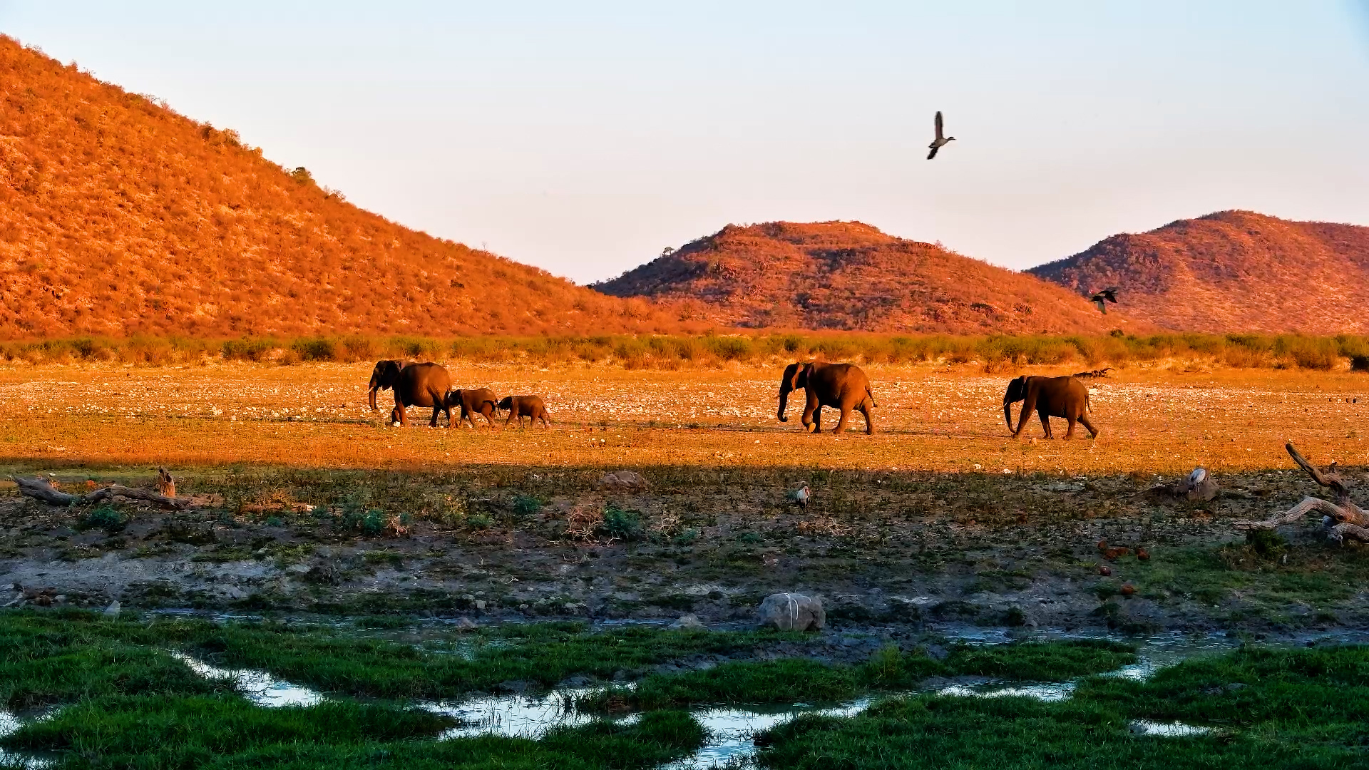 Elephants Arrive for a Drink and Dust Bath