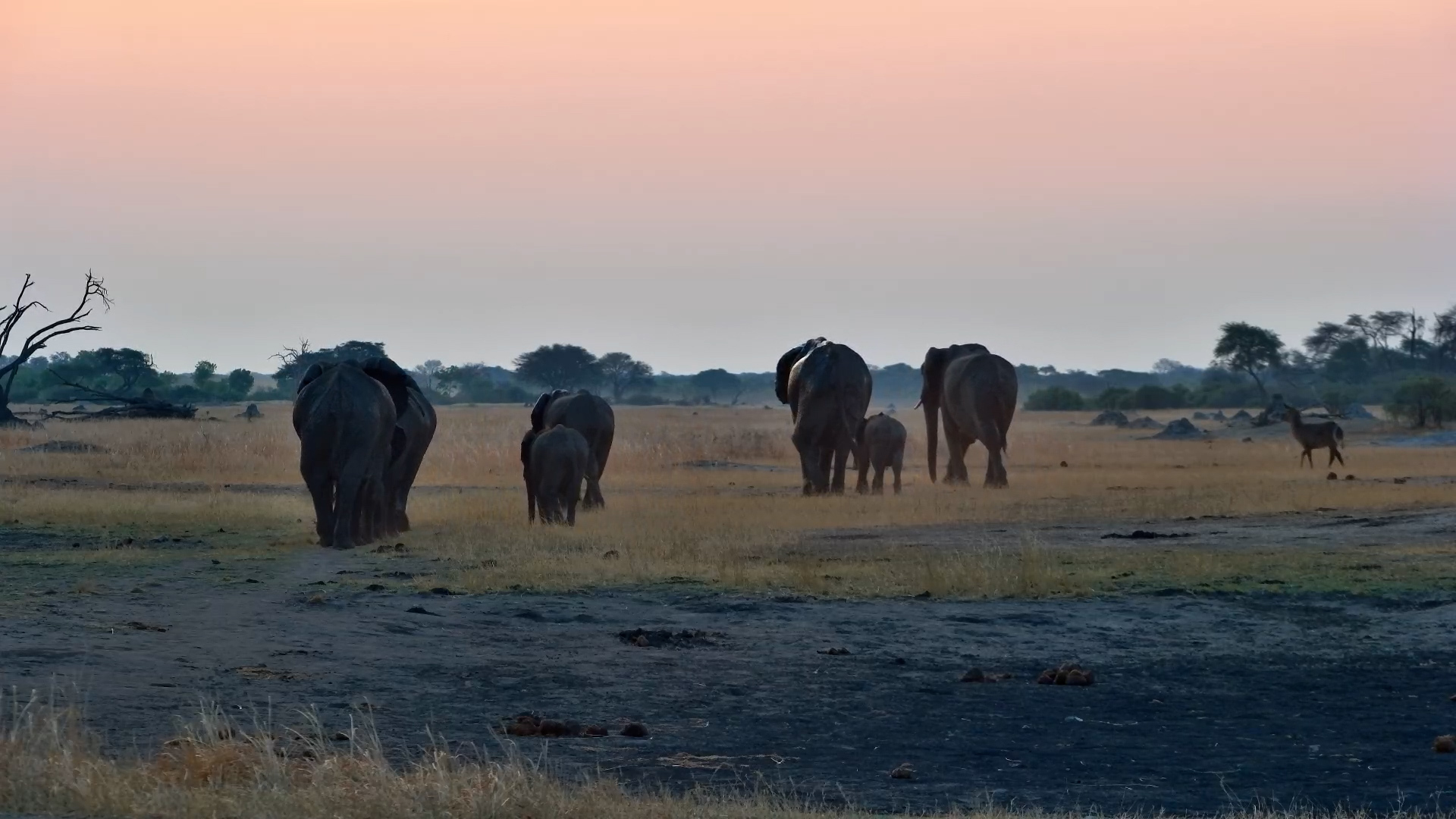 Elephants Walking Into the Sunset at The Hide