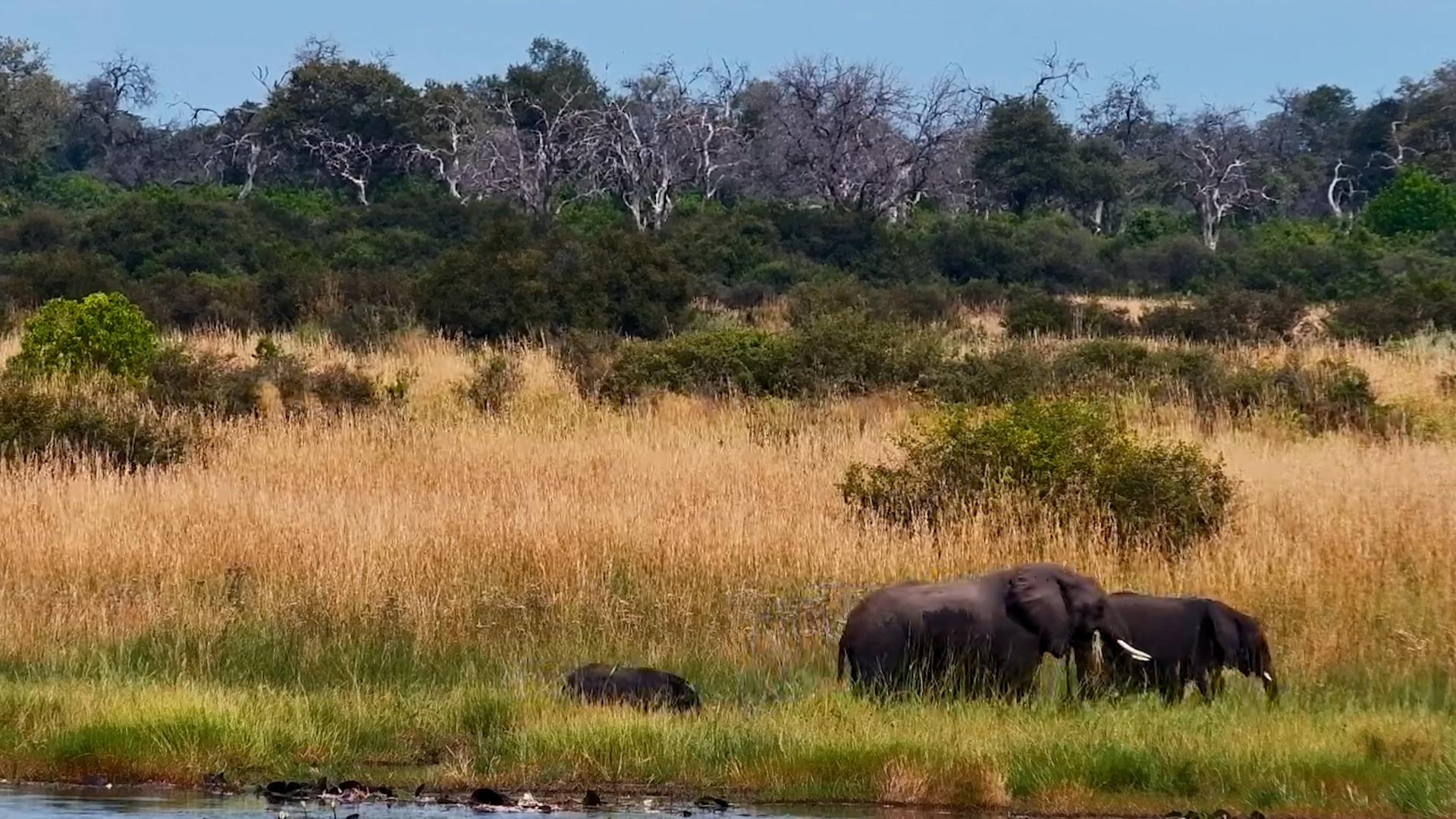 When Giants Wade Through the Deep