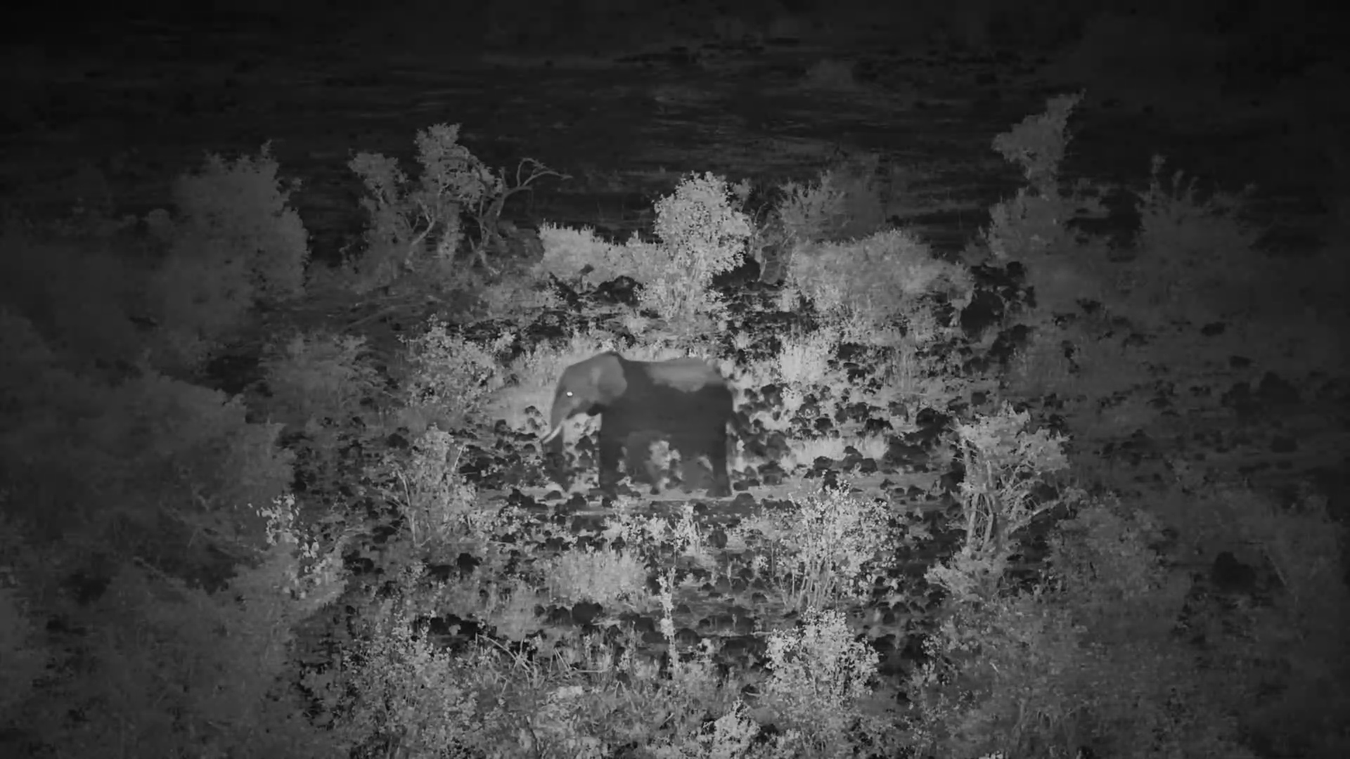 Elephant Joins the Herd at the Water